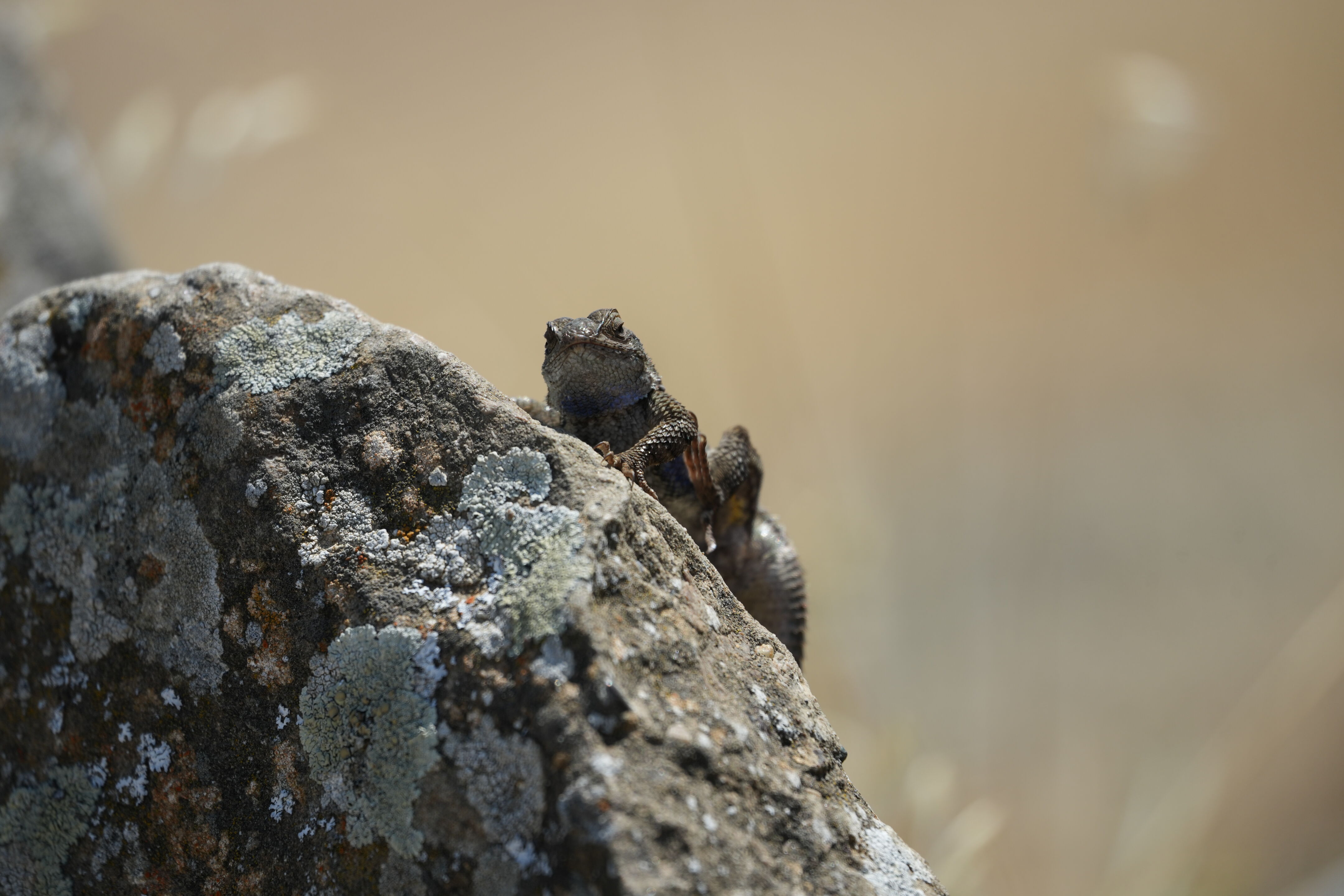 Ohlone Wilderness Trail