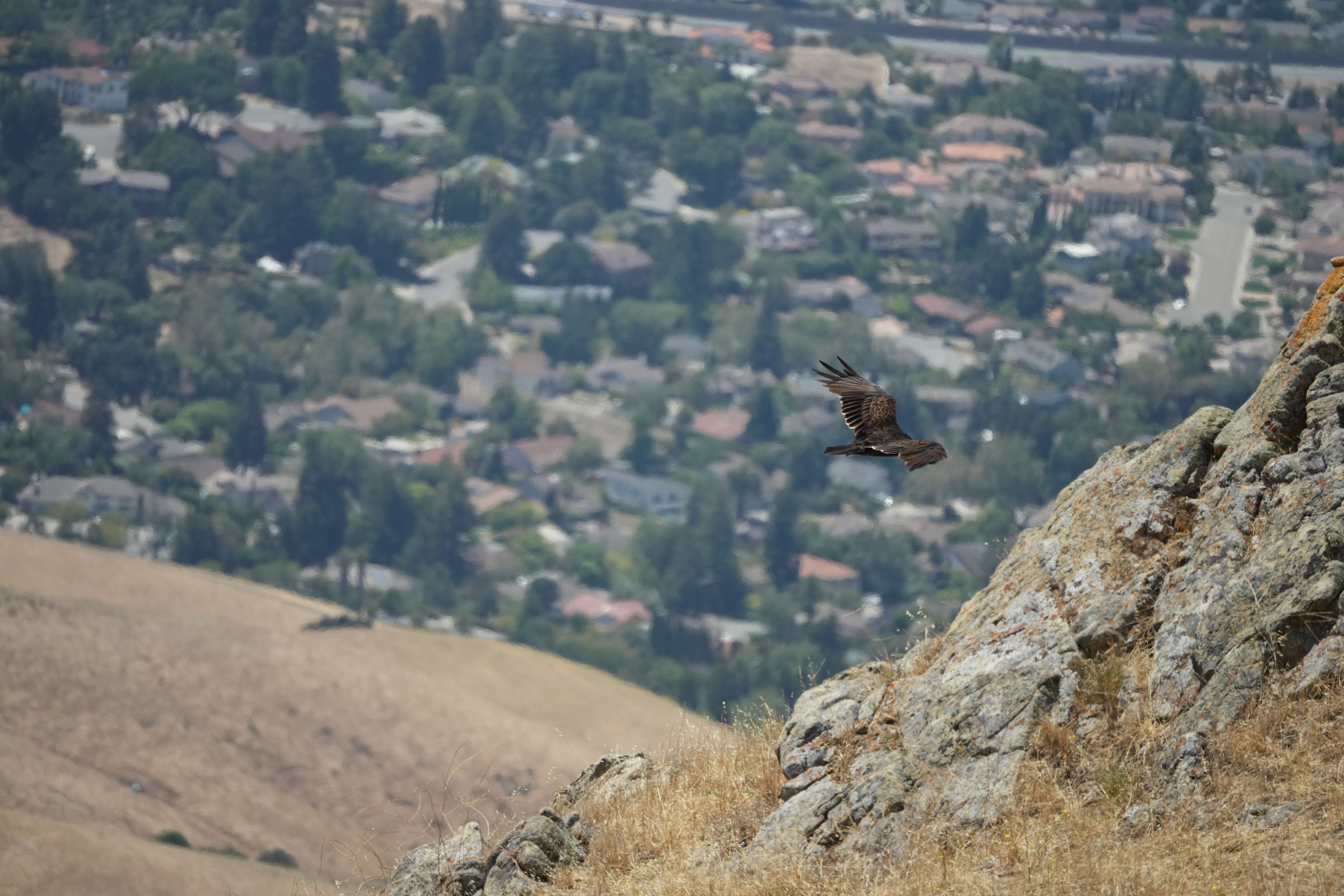 Ohlone Wilderness Trail