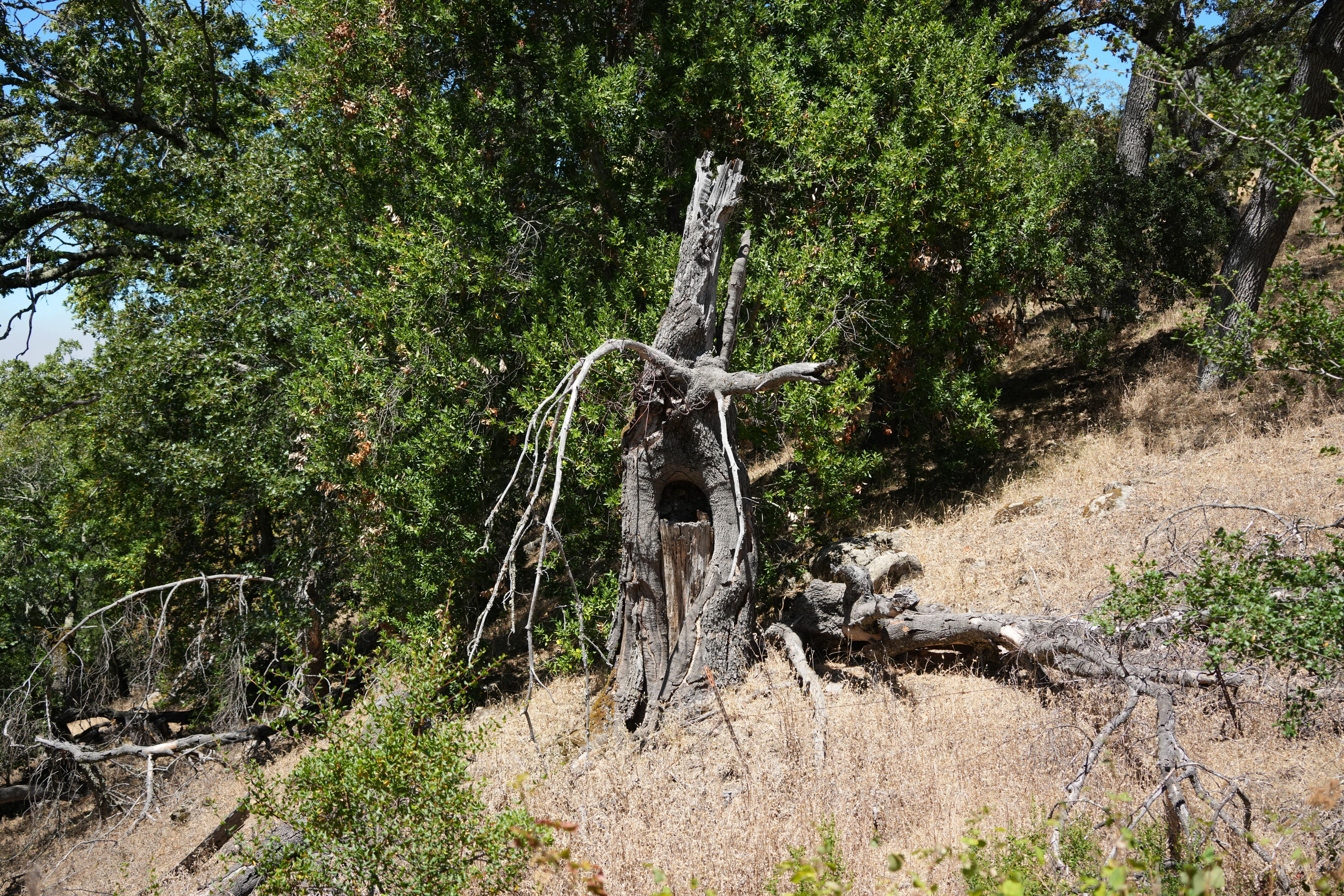 Ohlone Wilderness Trail