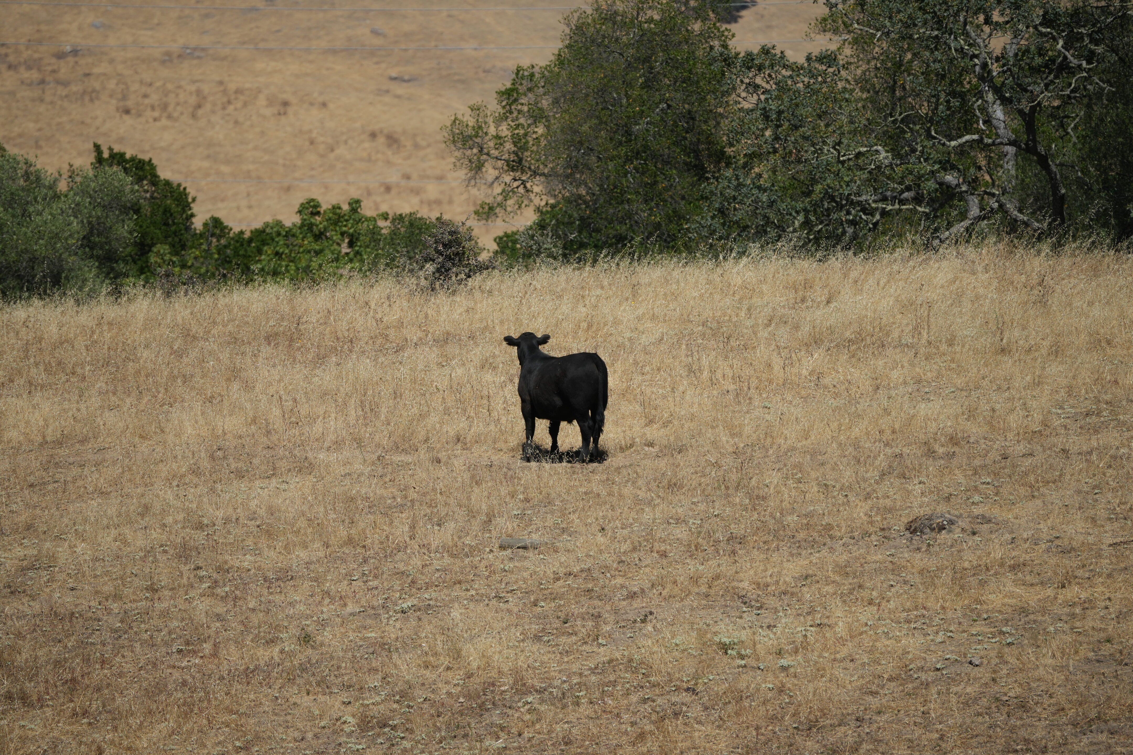 Ohlone Wilderness Trail