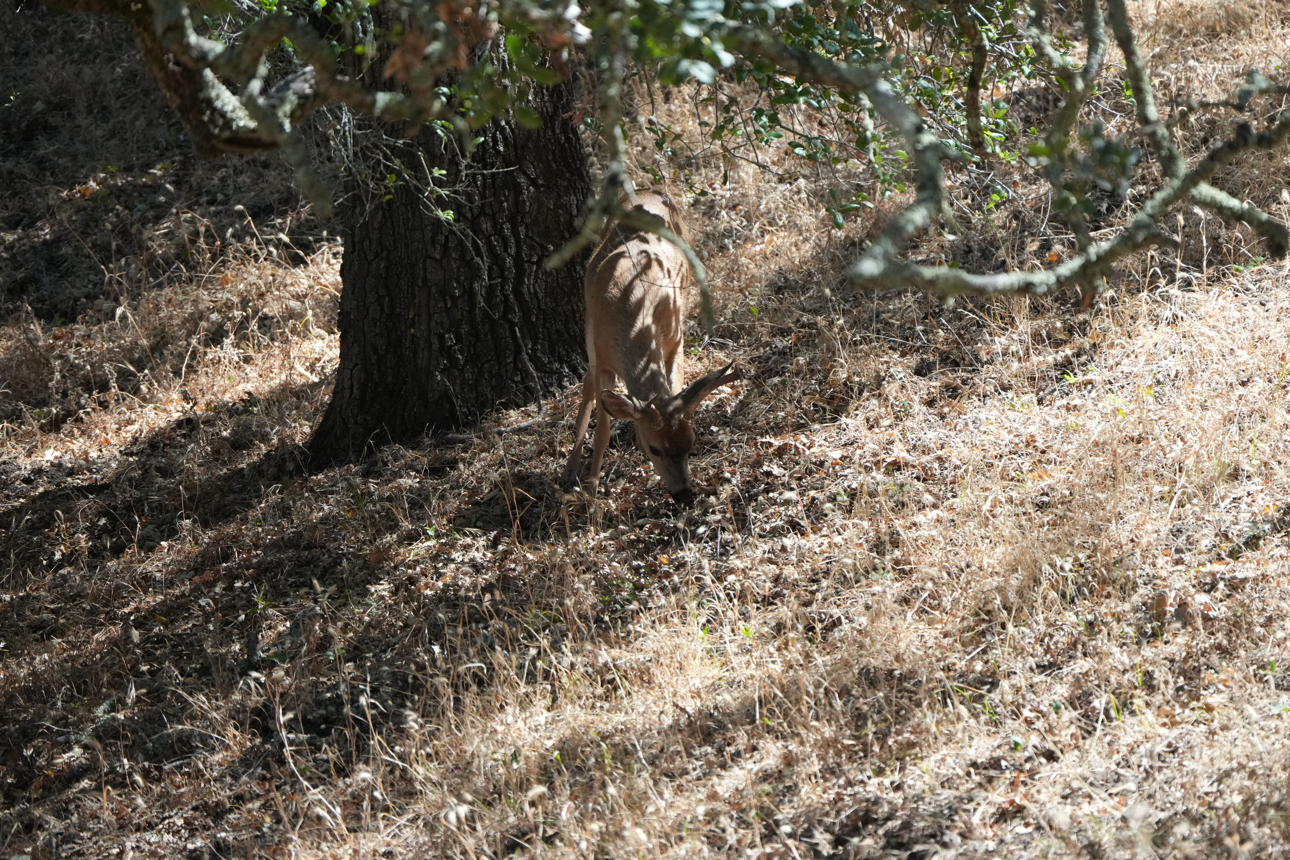 Ohlone Wilderness Trail