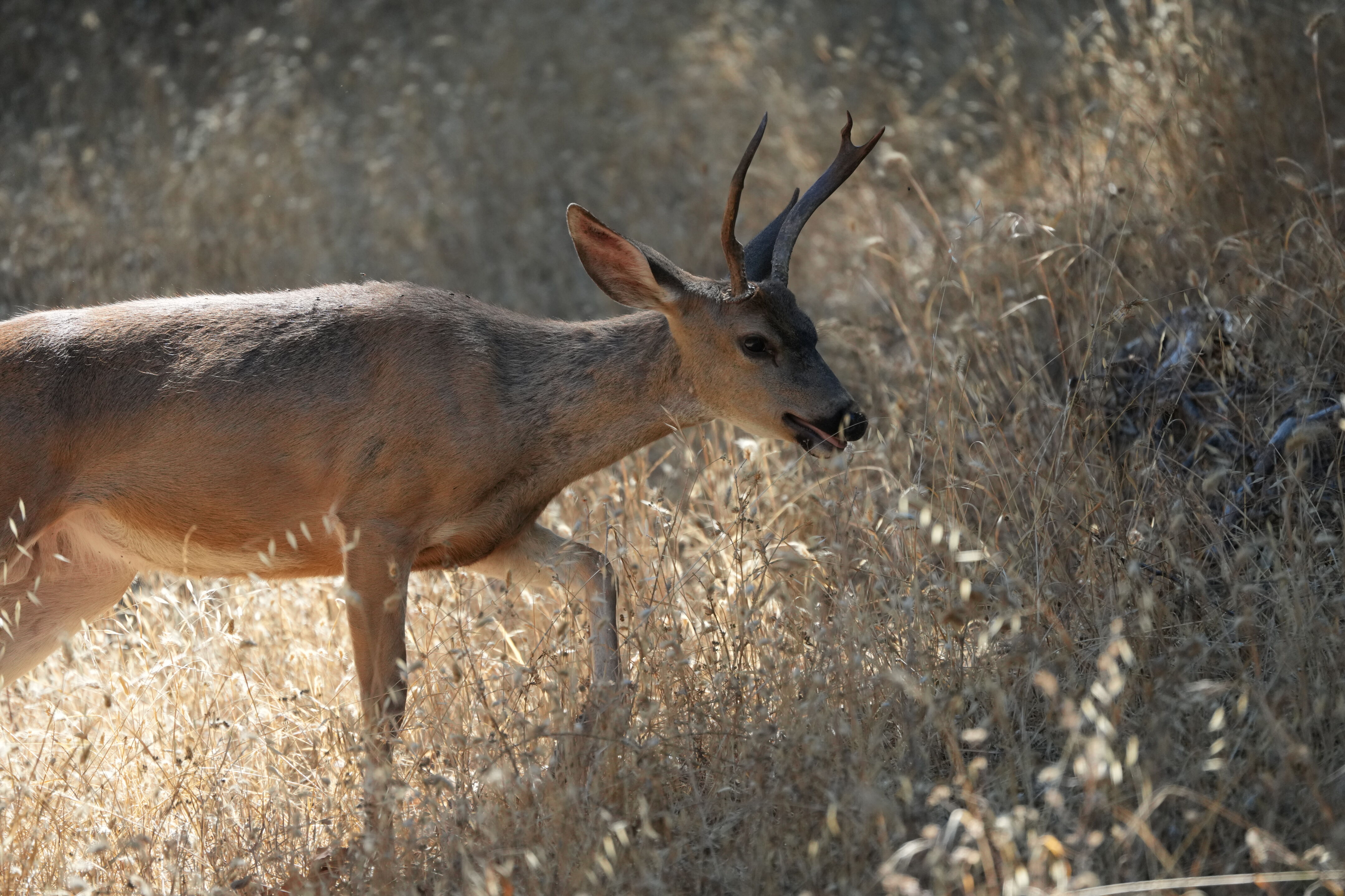 Ohlone Wilderness Trail