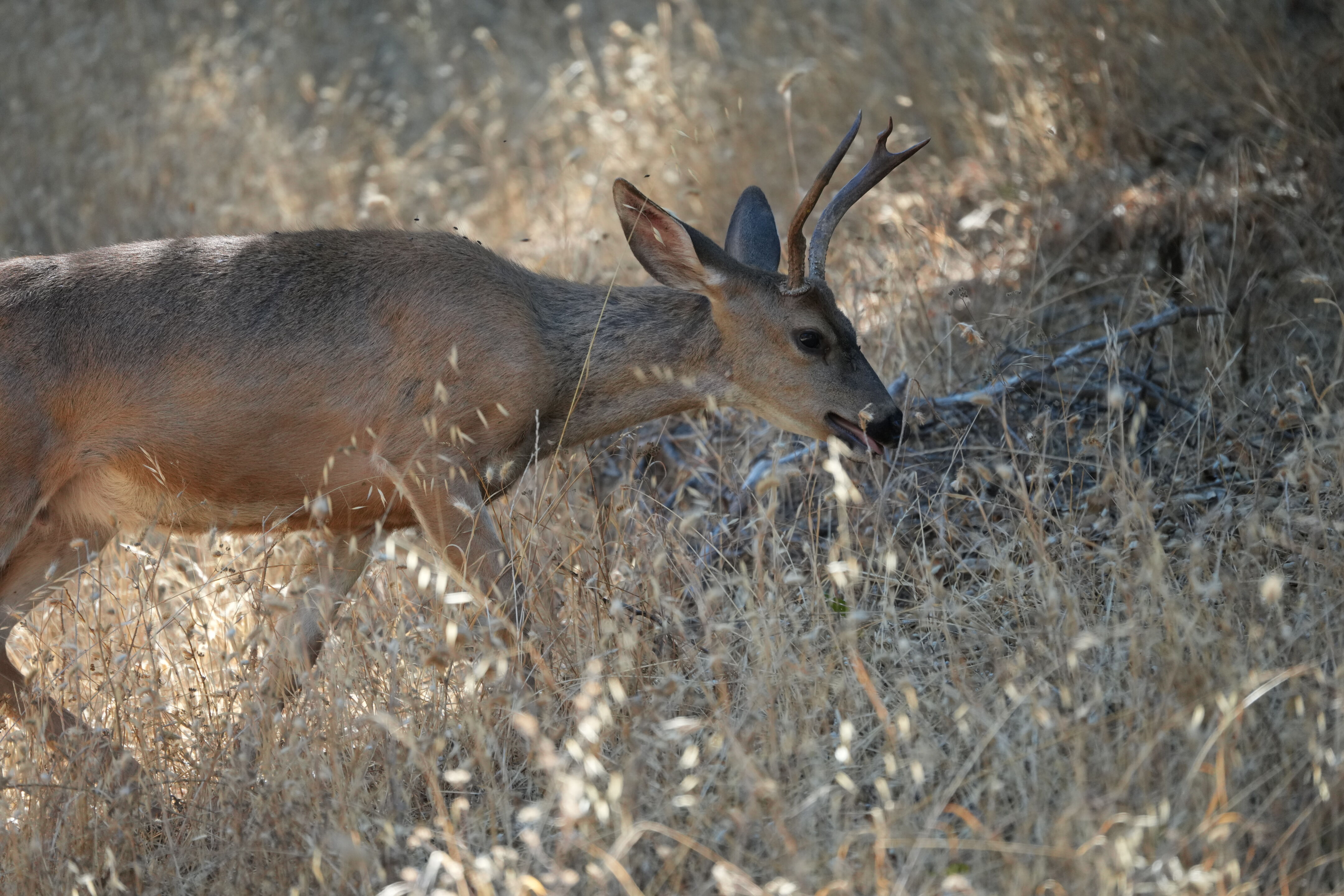 Ohlone Wilderness Trail