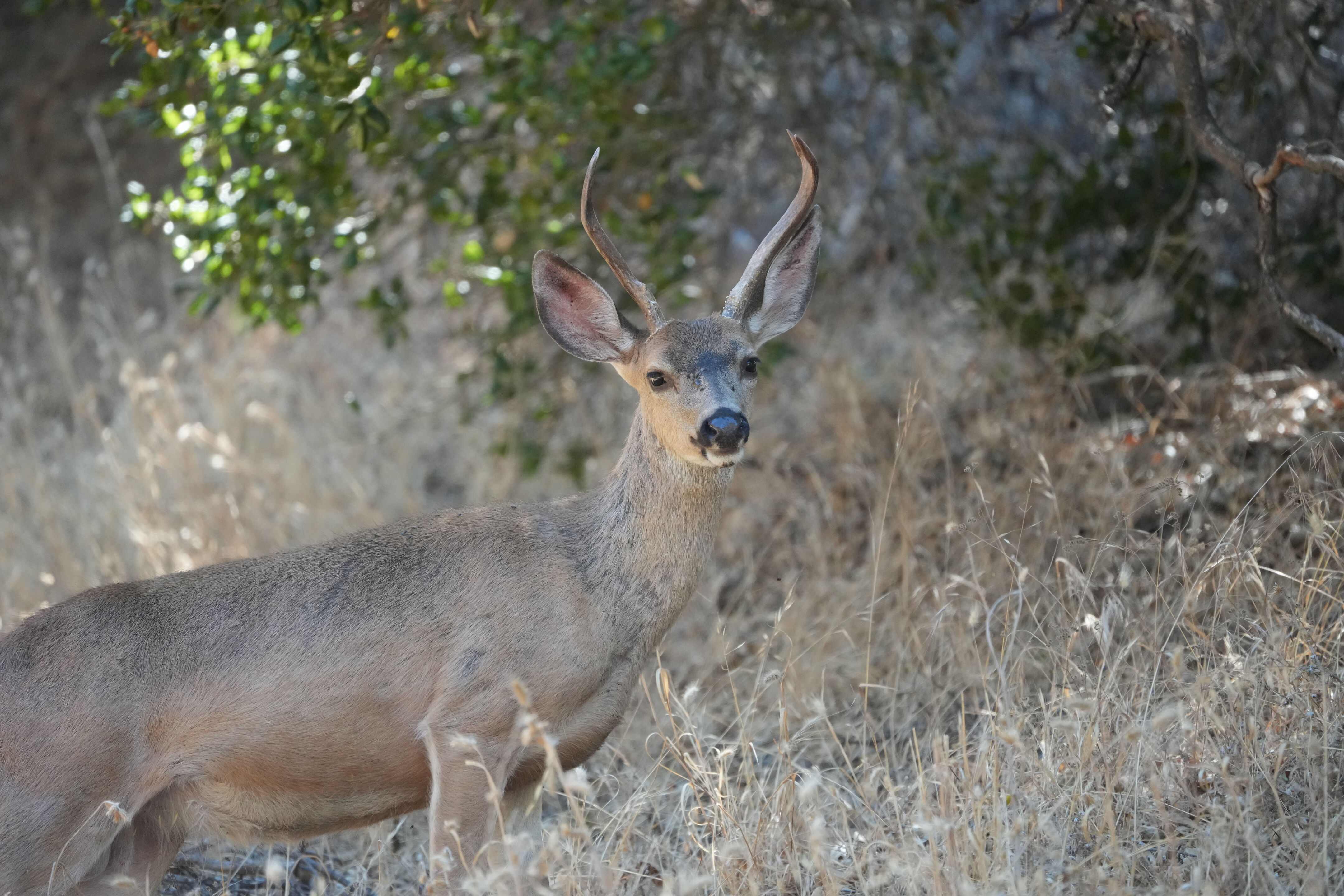 Ohlone Wilderness Trail