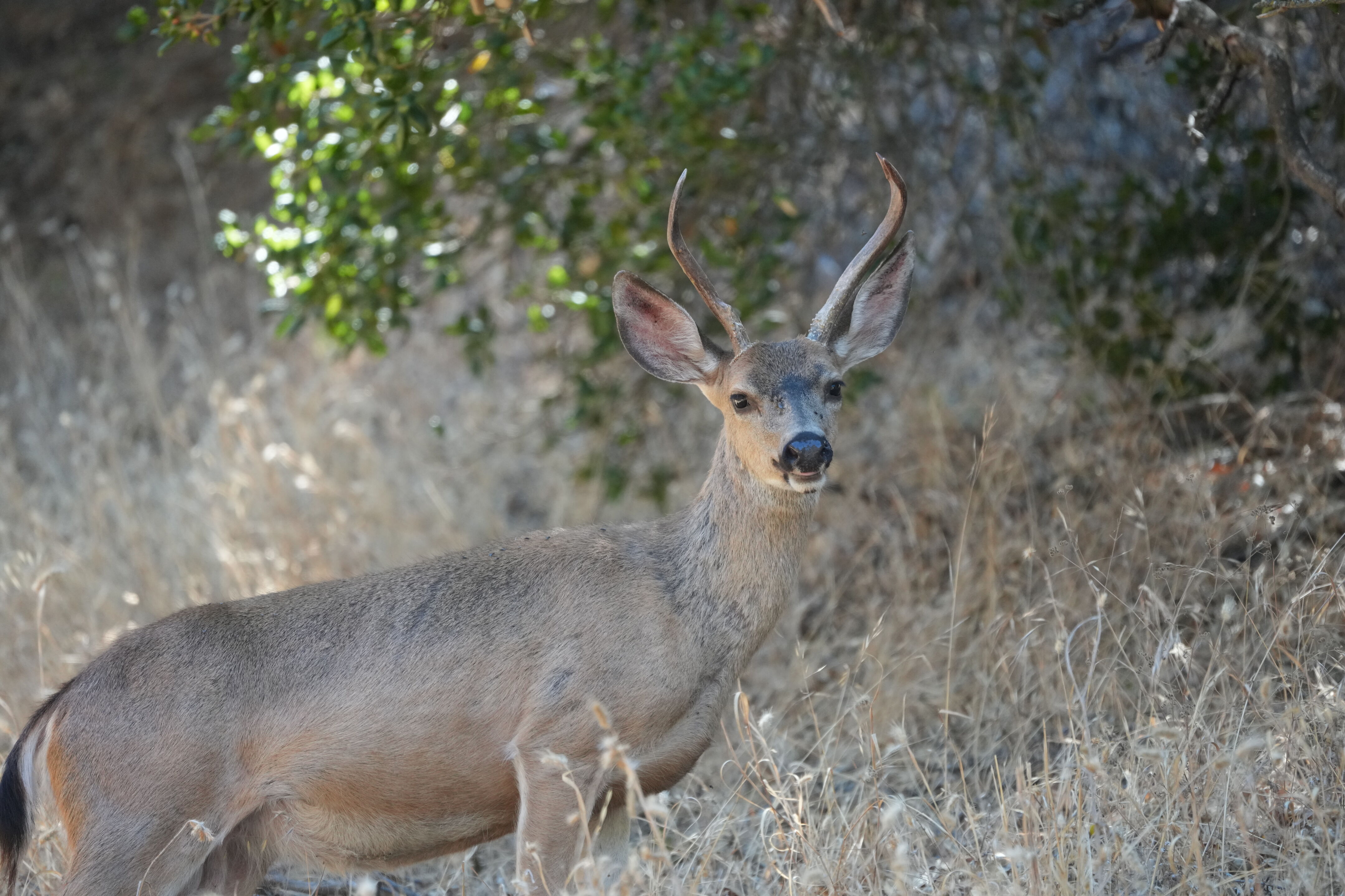 Ohlone Wilderness Trail