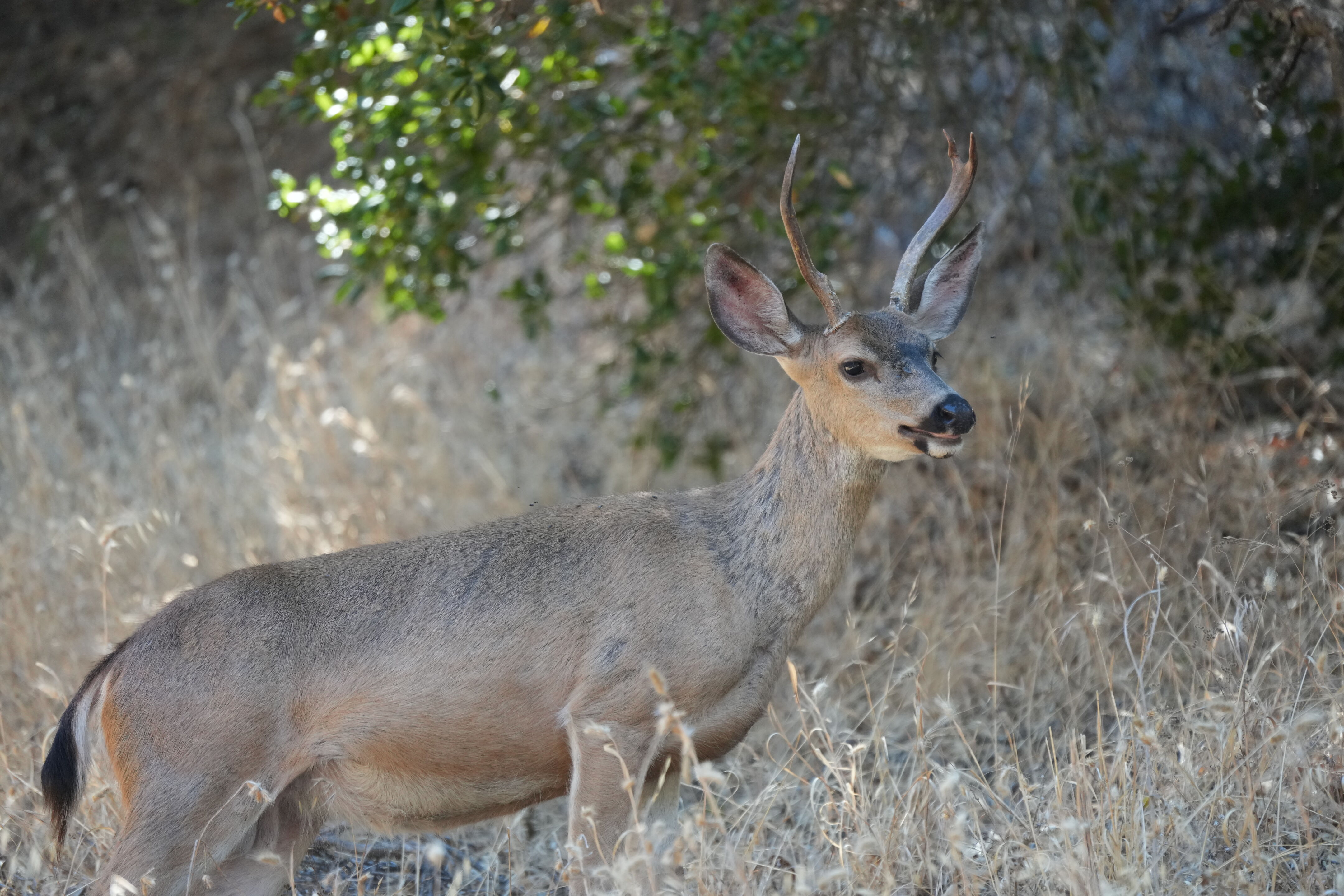 Ohlone Wilderness Trail