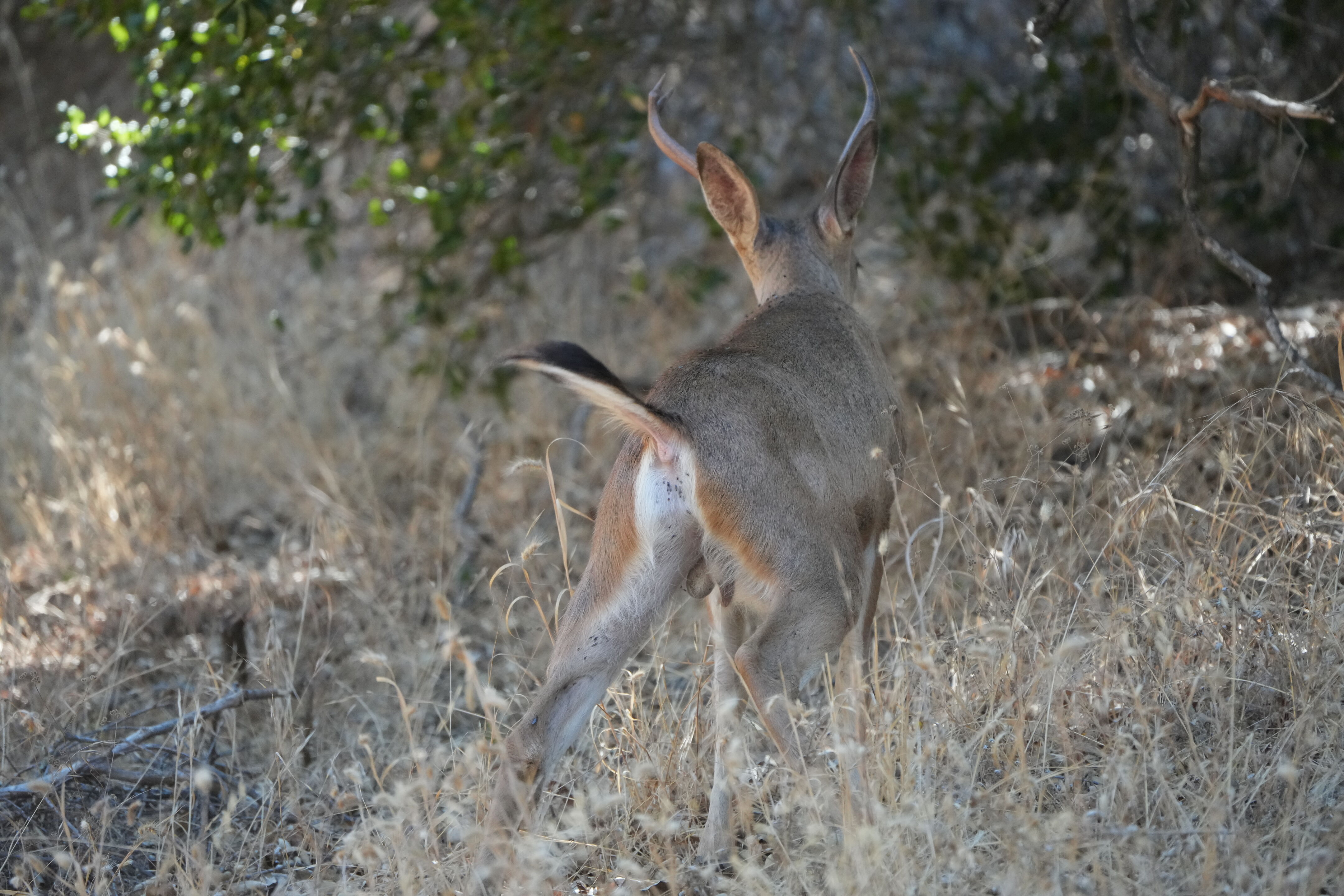 Ohlone Wilderness Trail