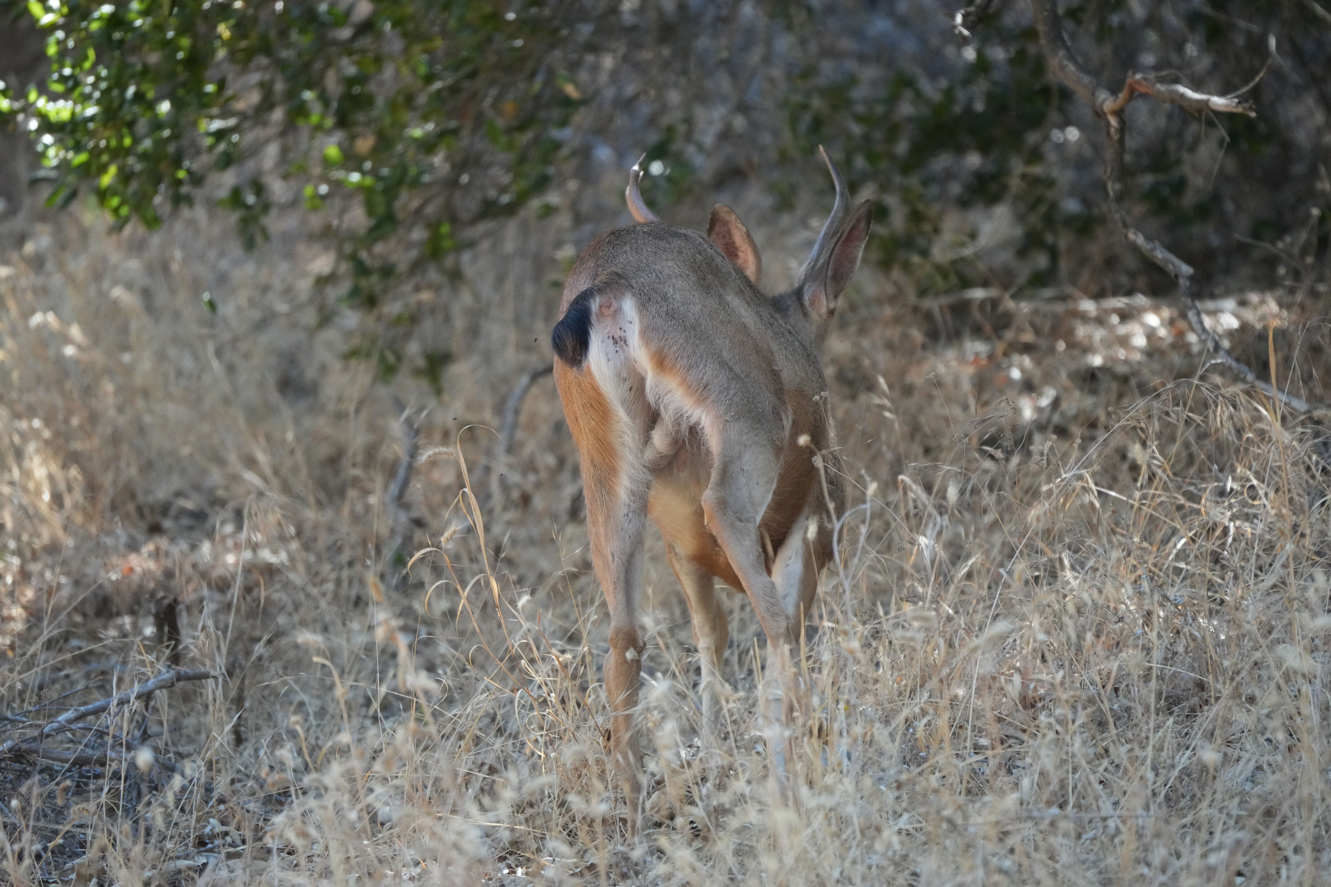 Ohlone Wilderness Trail