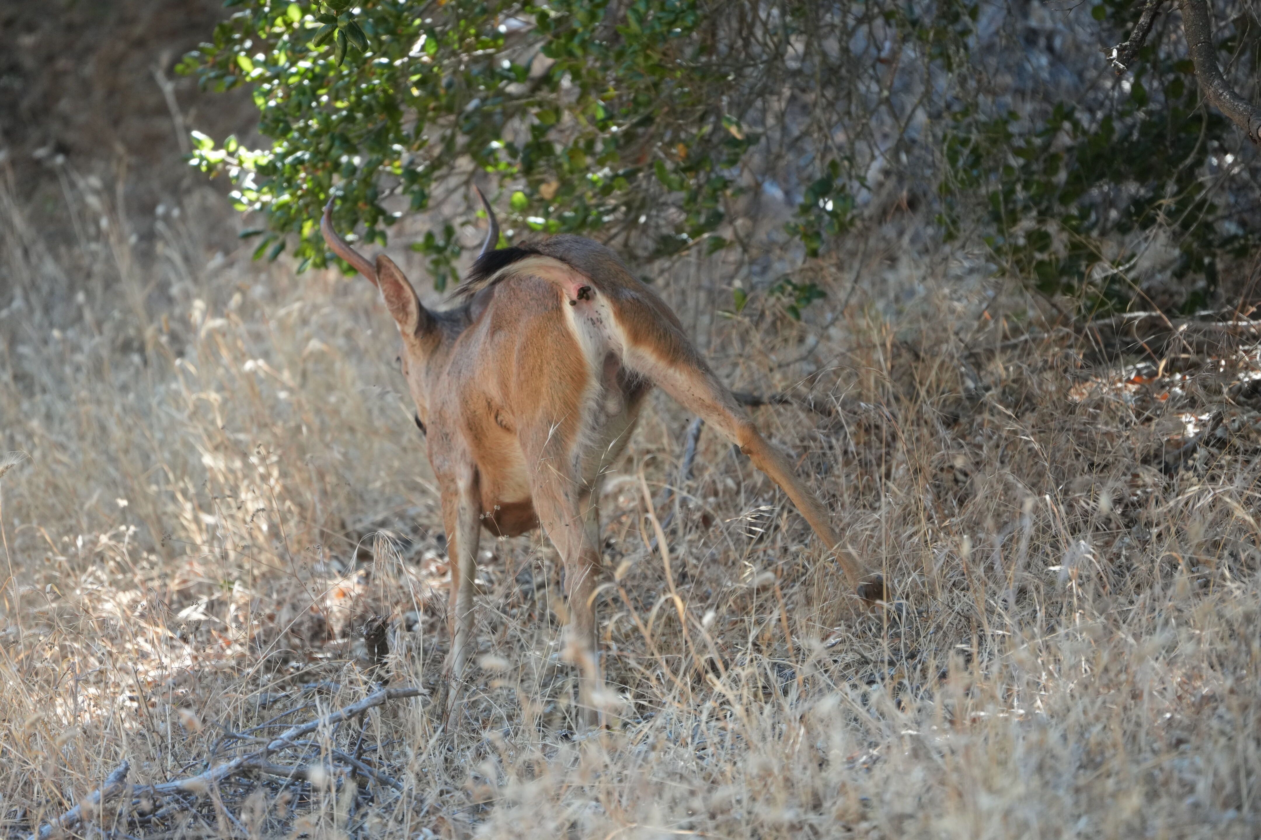 Ohlone Wilderness Trail