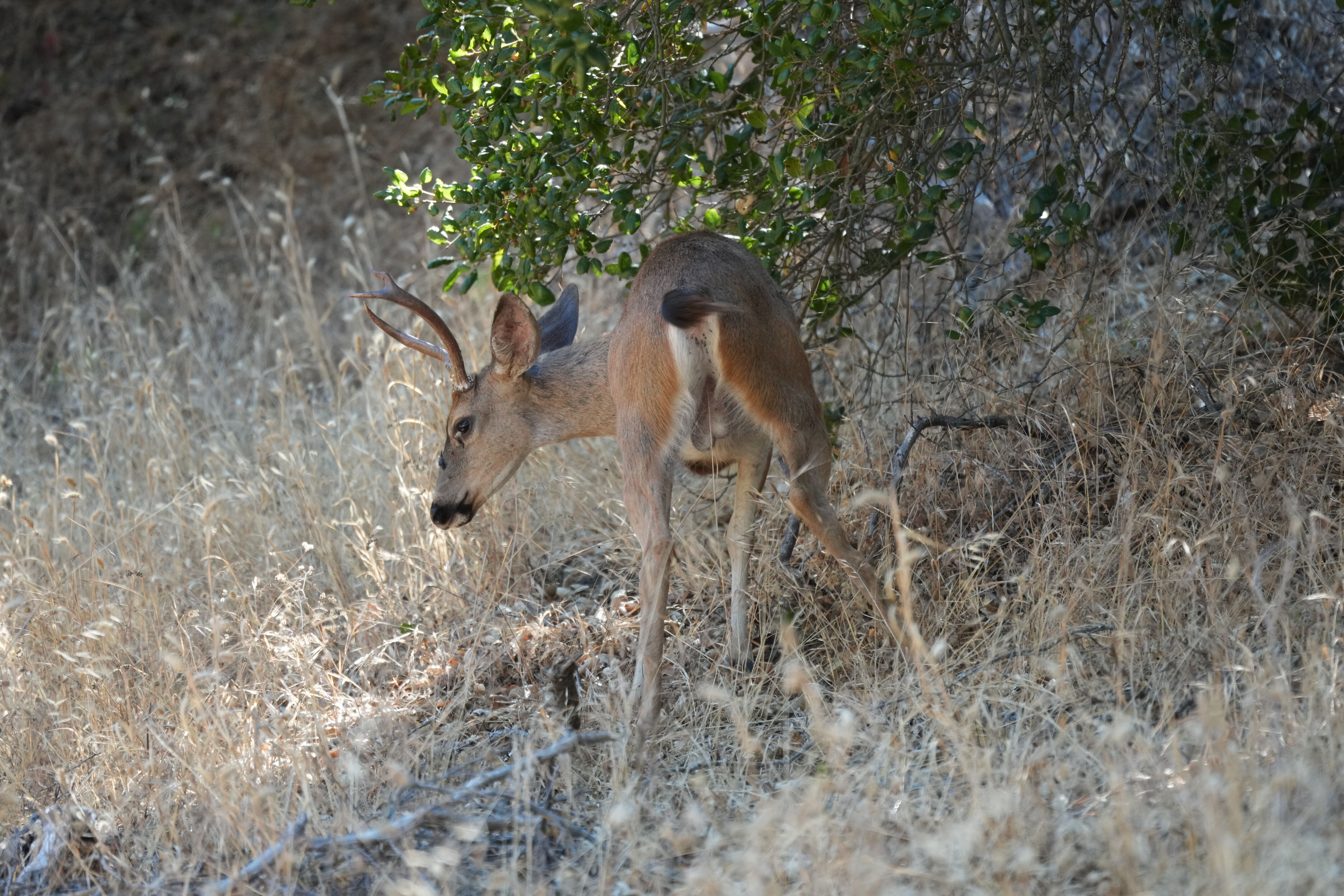 Ohlone Wilderness Trail