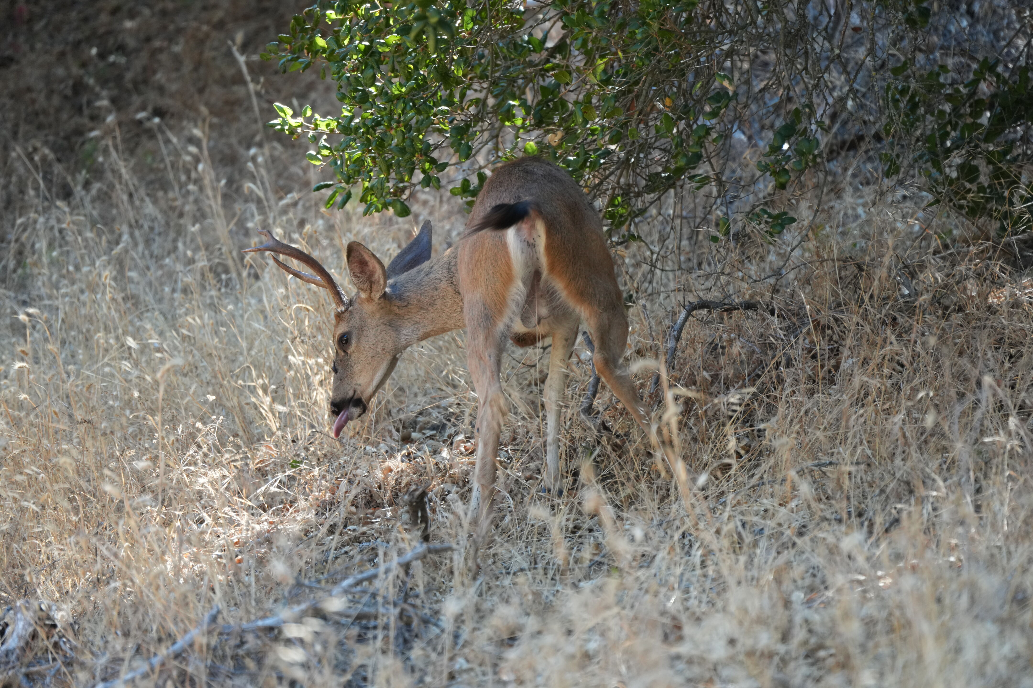 Ohlone Wilderness Trail