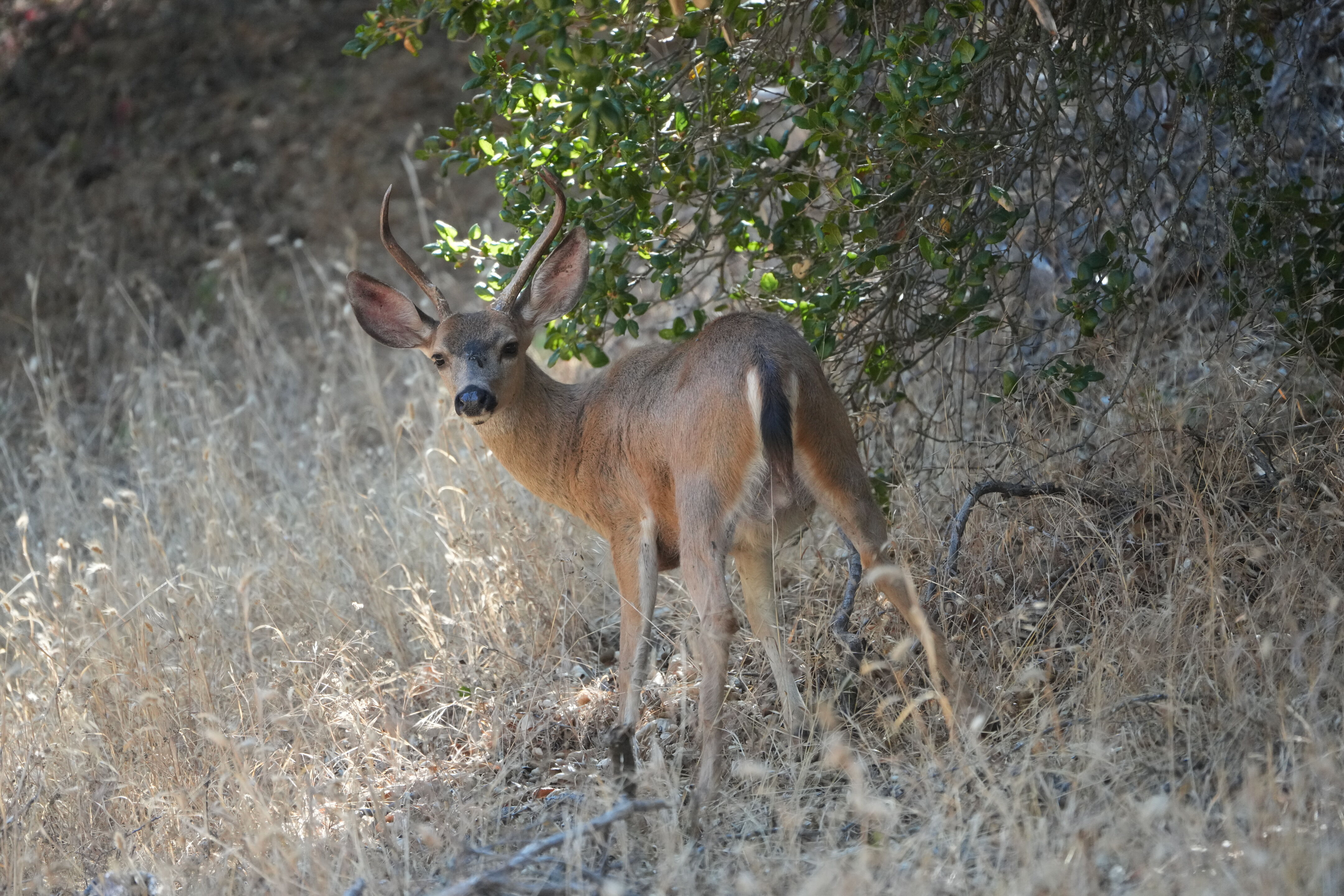 Ohlone Wilderness Trail