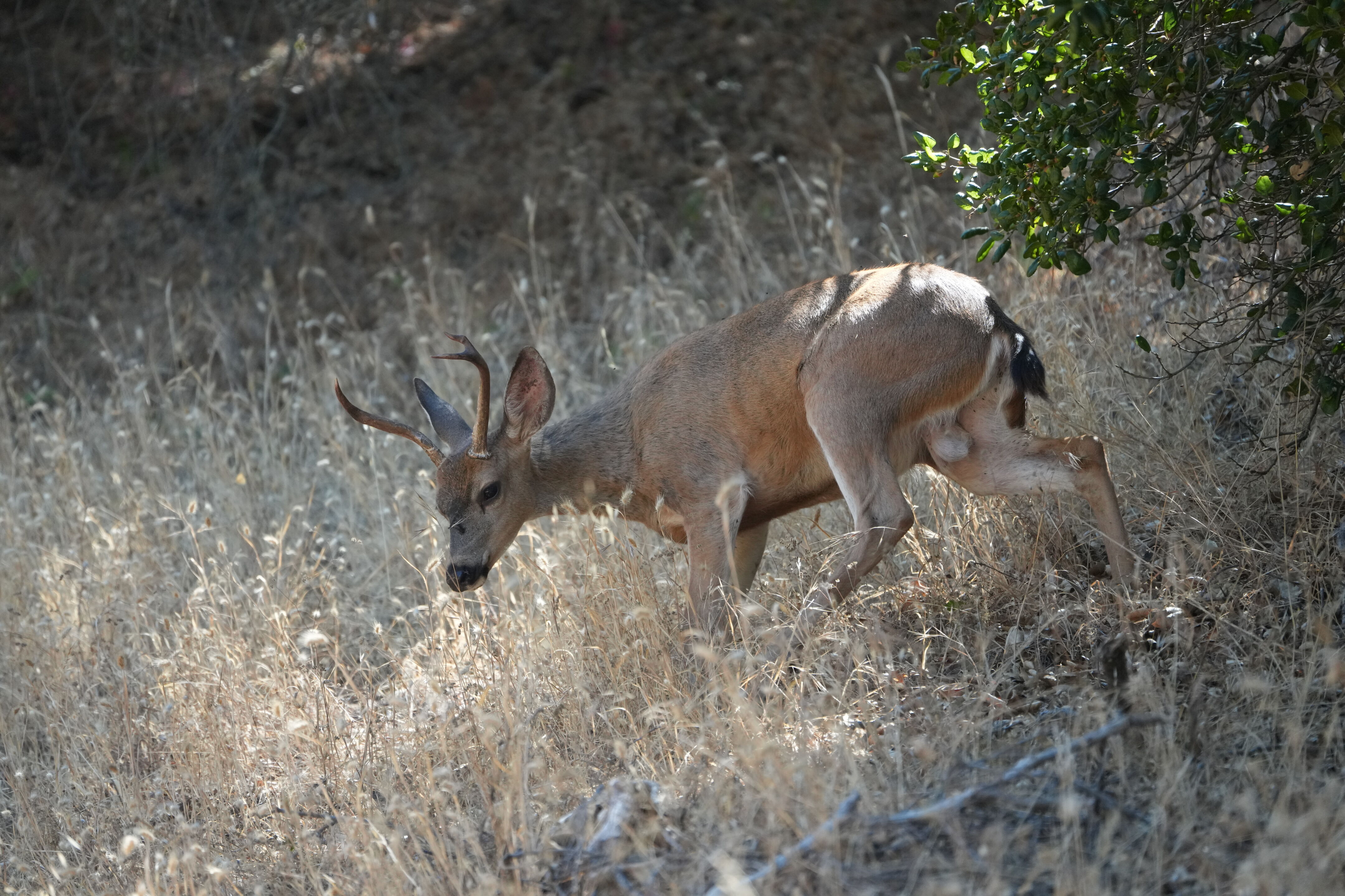 Ohlone Wilderness Trail