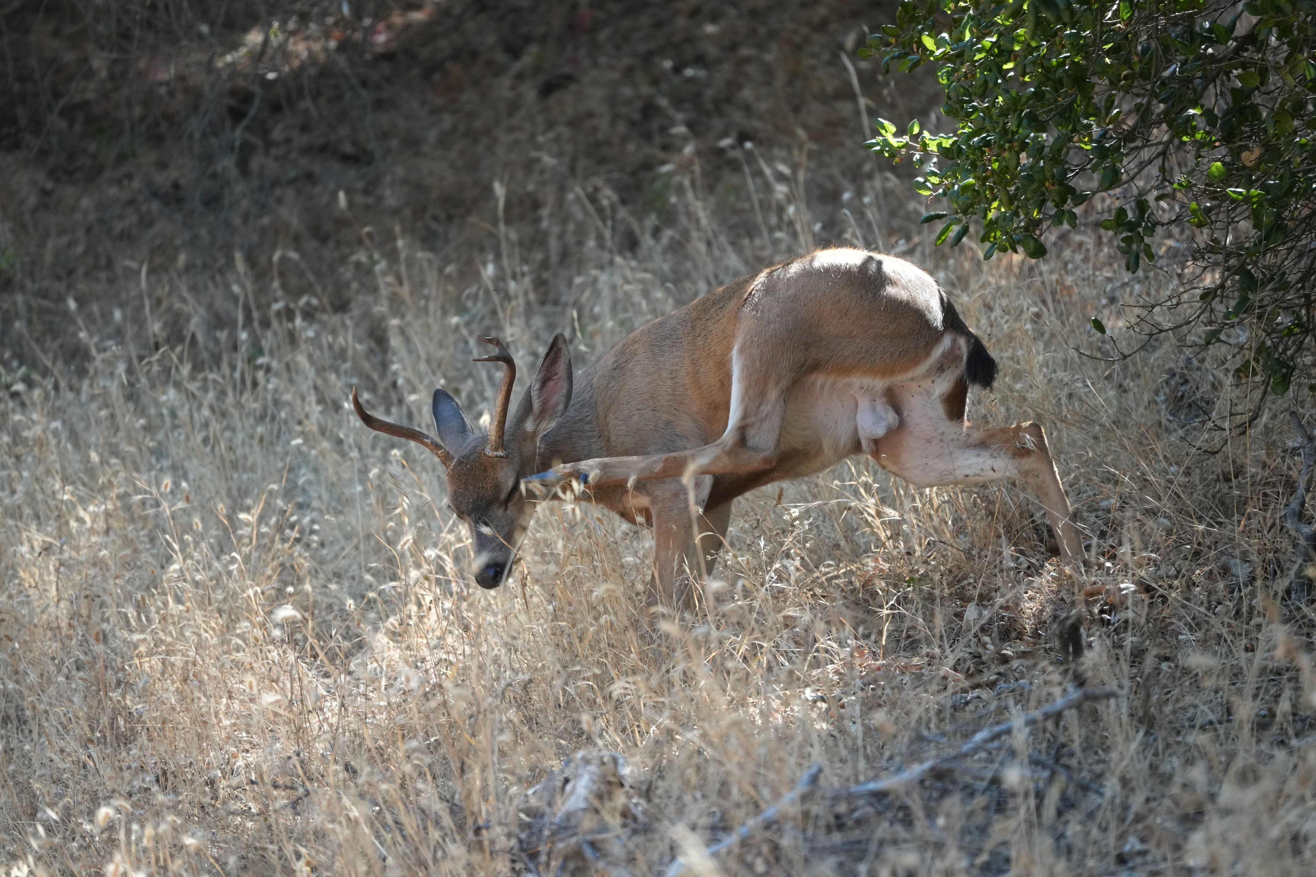 Ohlone Wilderness Trail