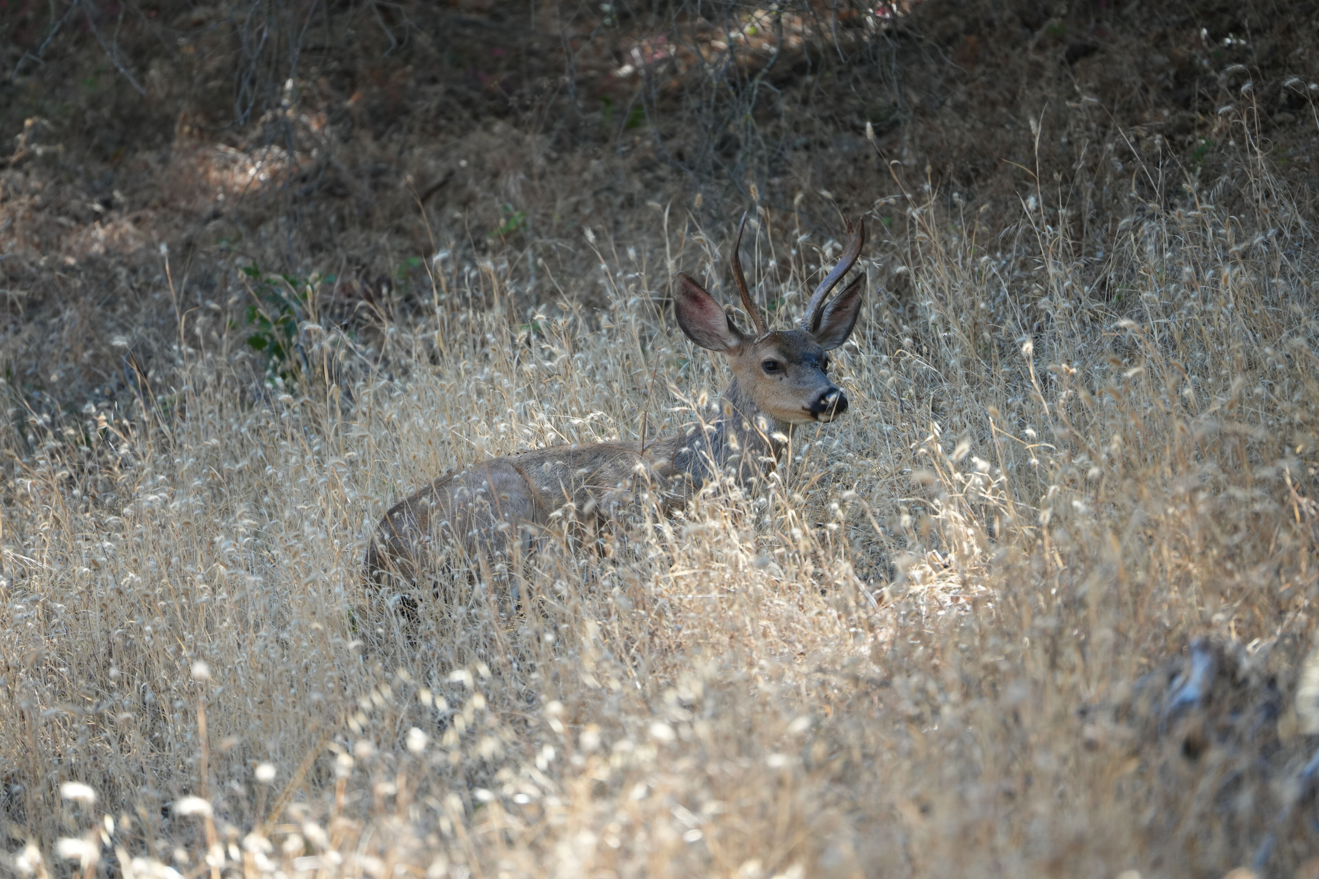 Ohlone Wilderness Trail