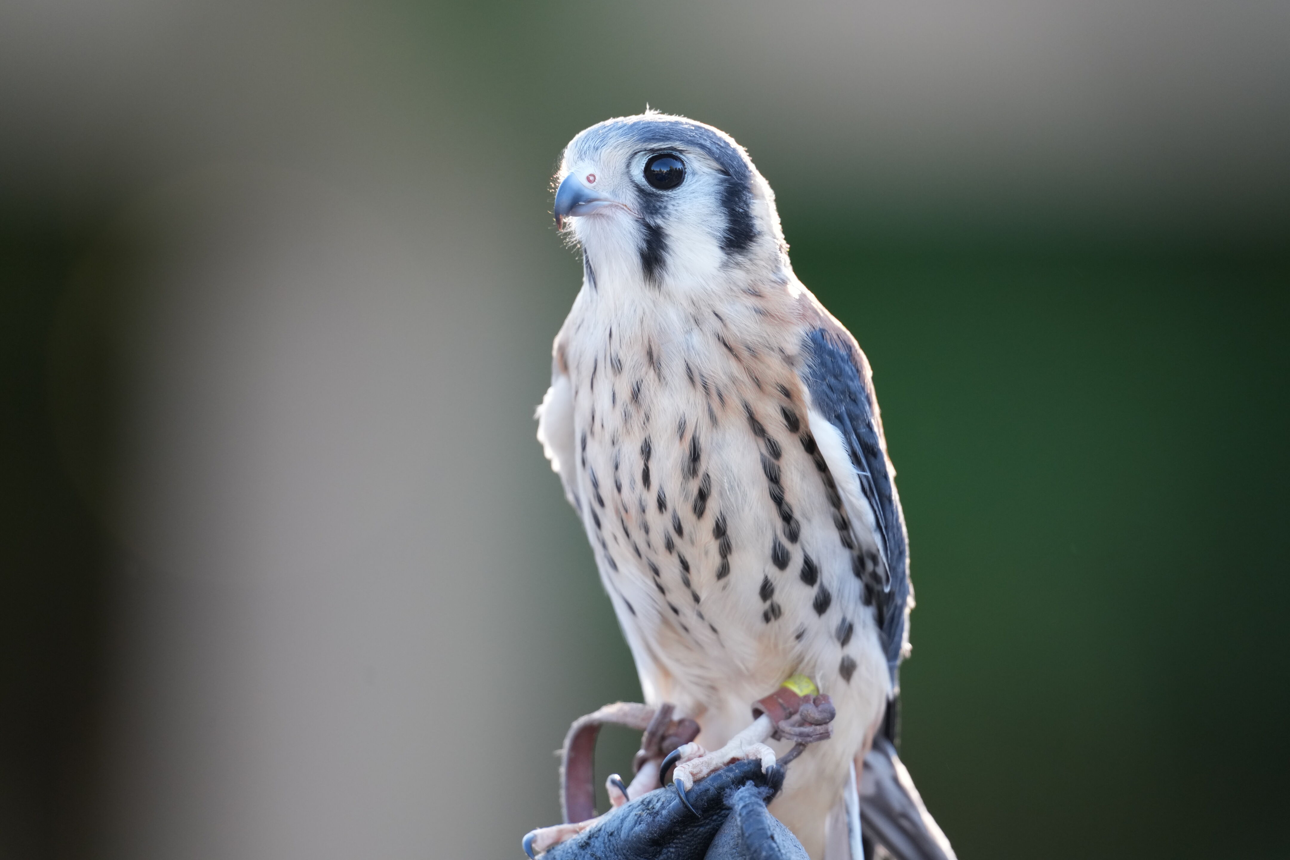 Raptor Encounter In Morgan Hill
