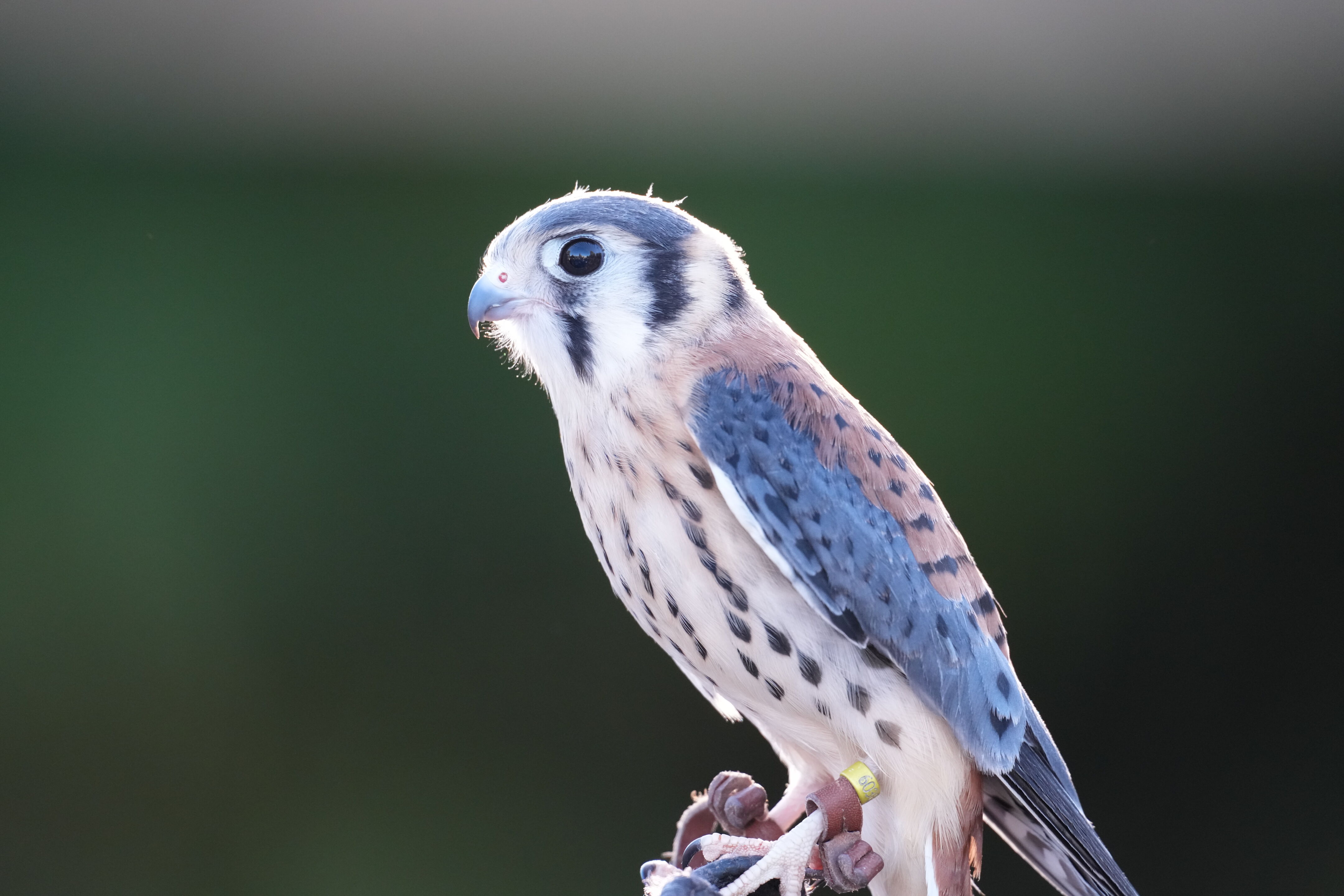 Raptor Encounter In Morgan Hill
