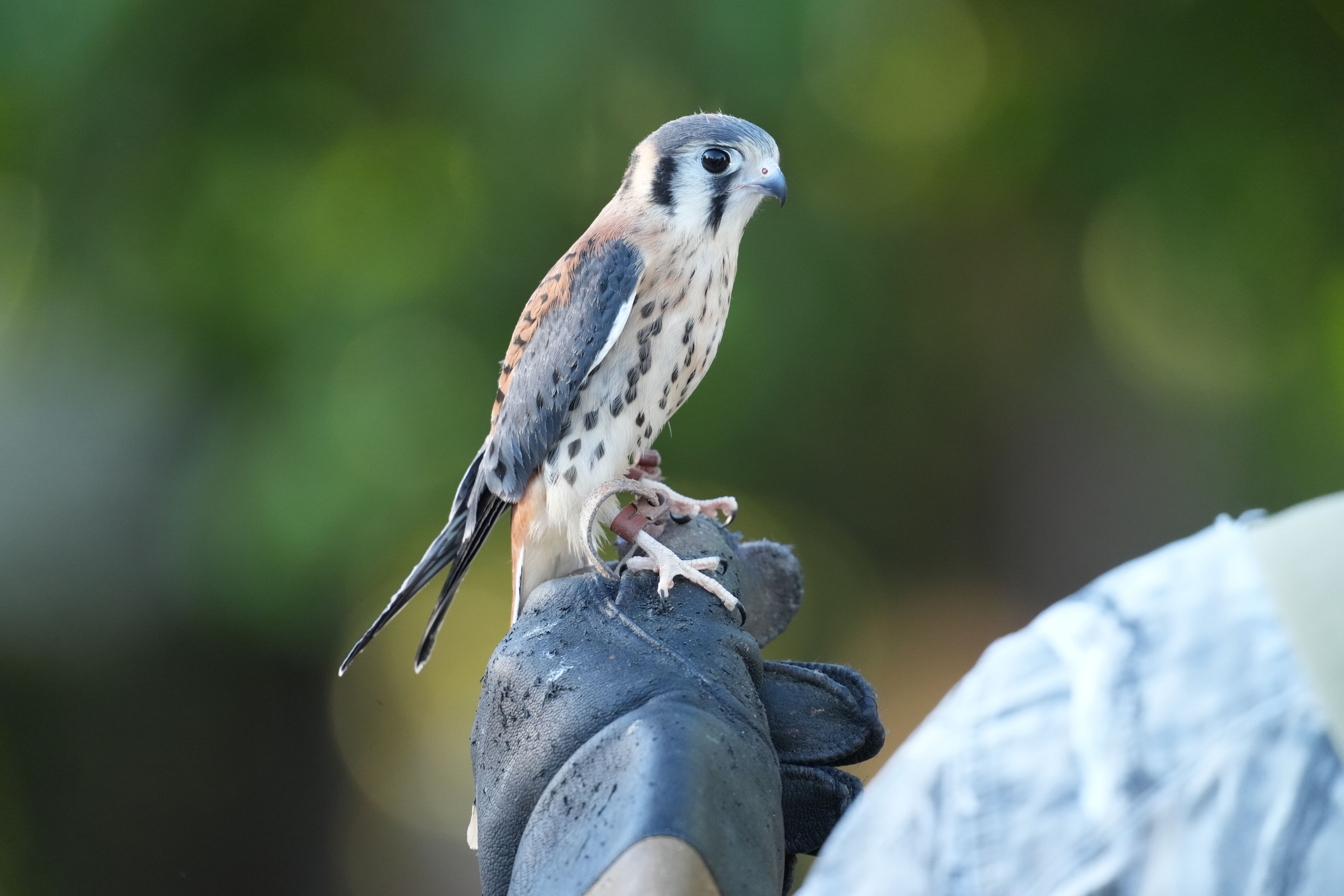 Raptor Encounter In Morgan Hill