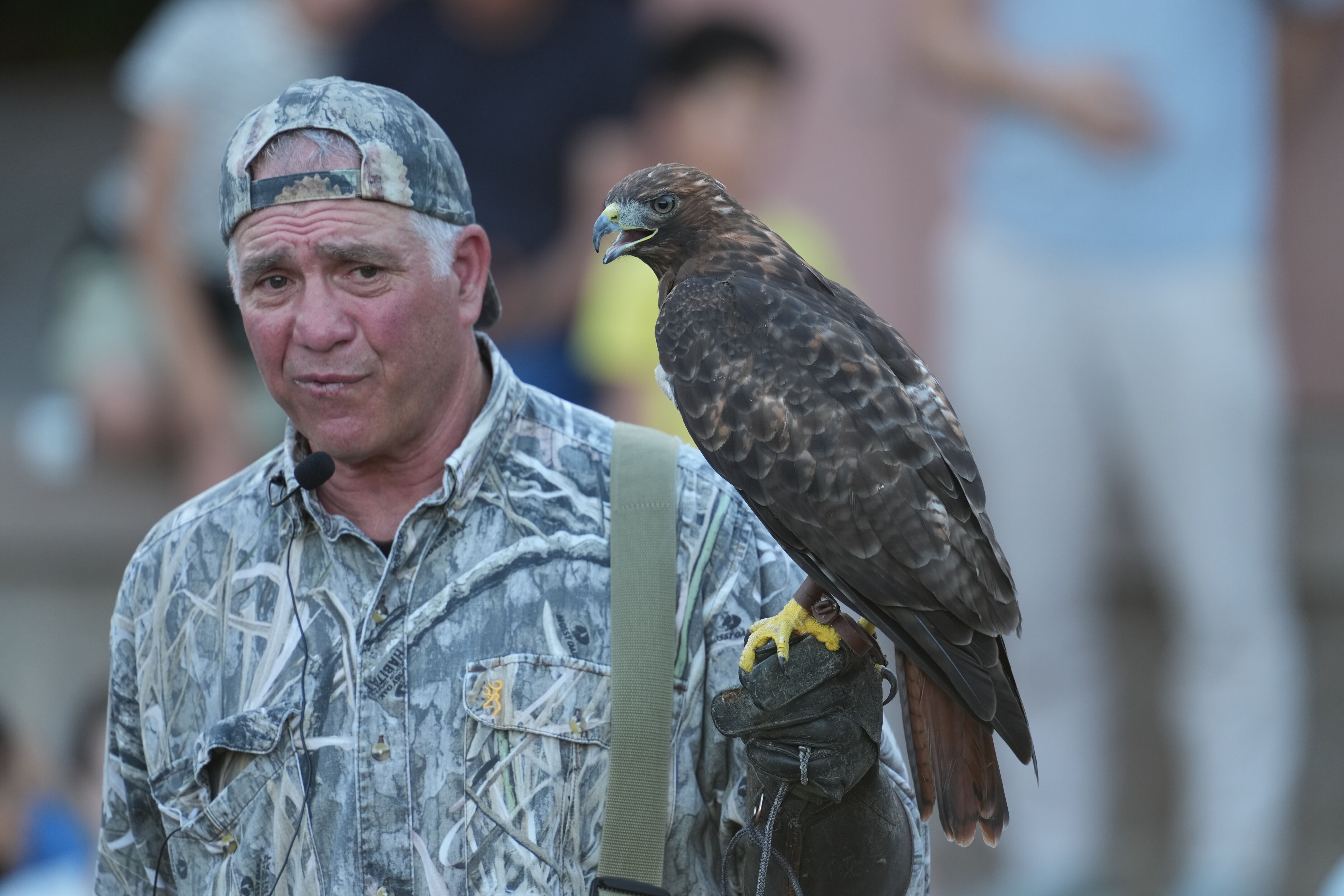 Raptor Encounter In Morgan Hill