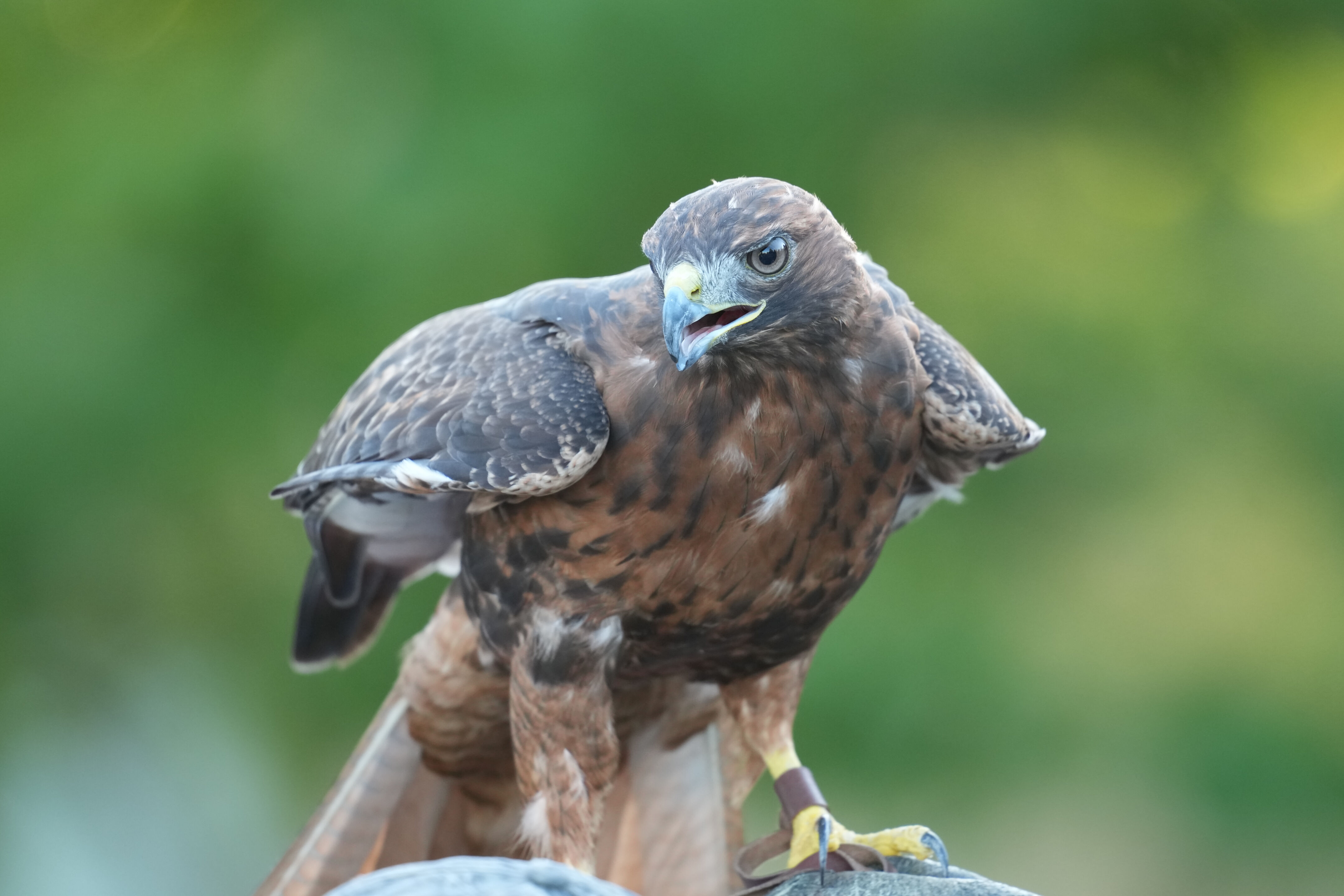 Raptor Encounter In Morgan Hill