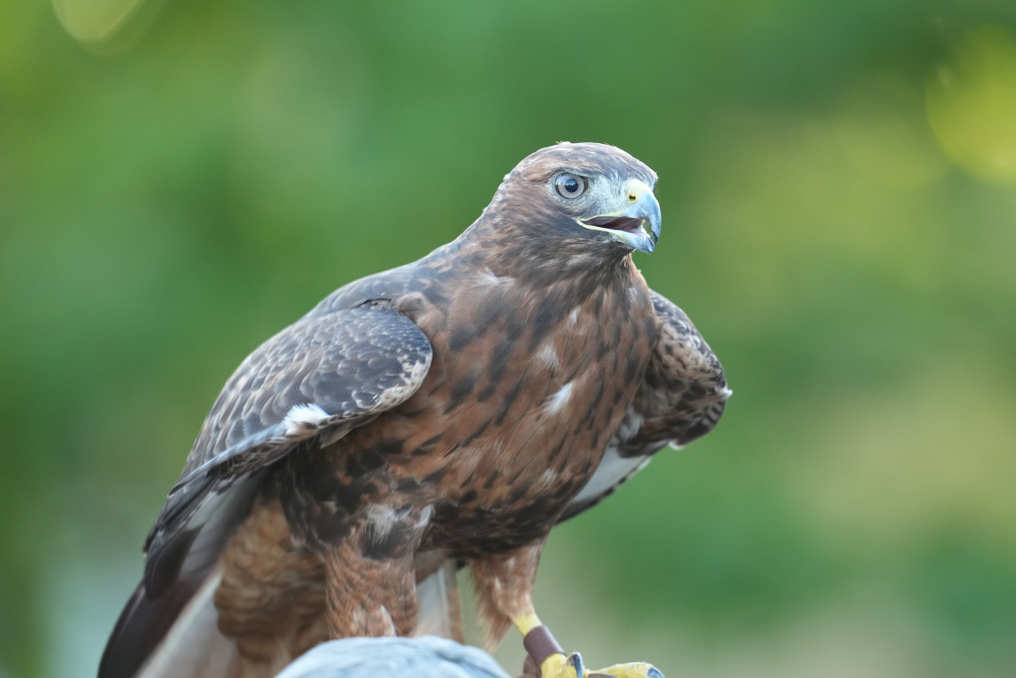 Raptor Encounter In Morgan Hill