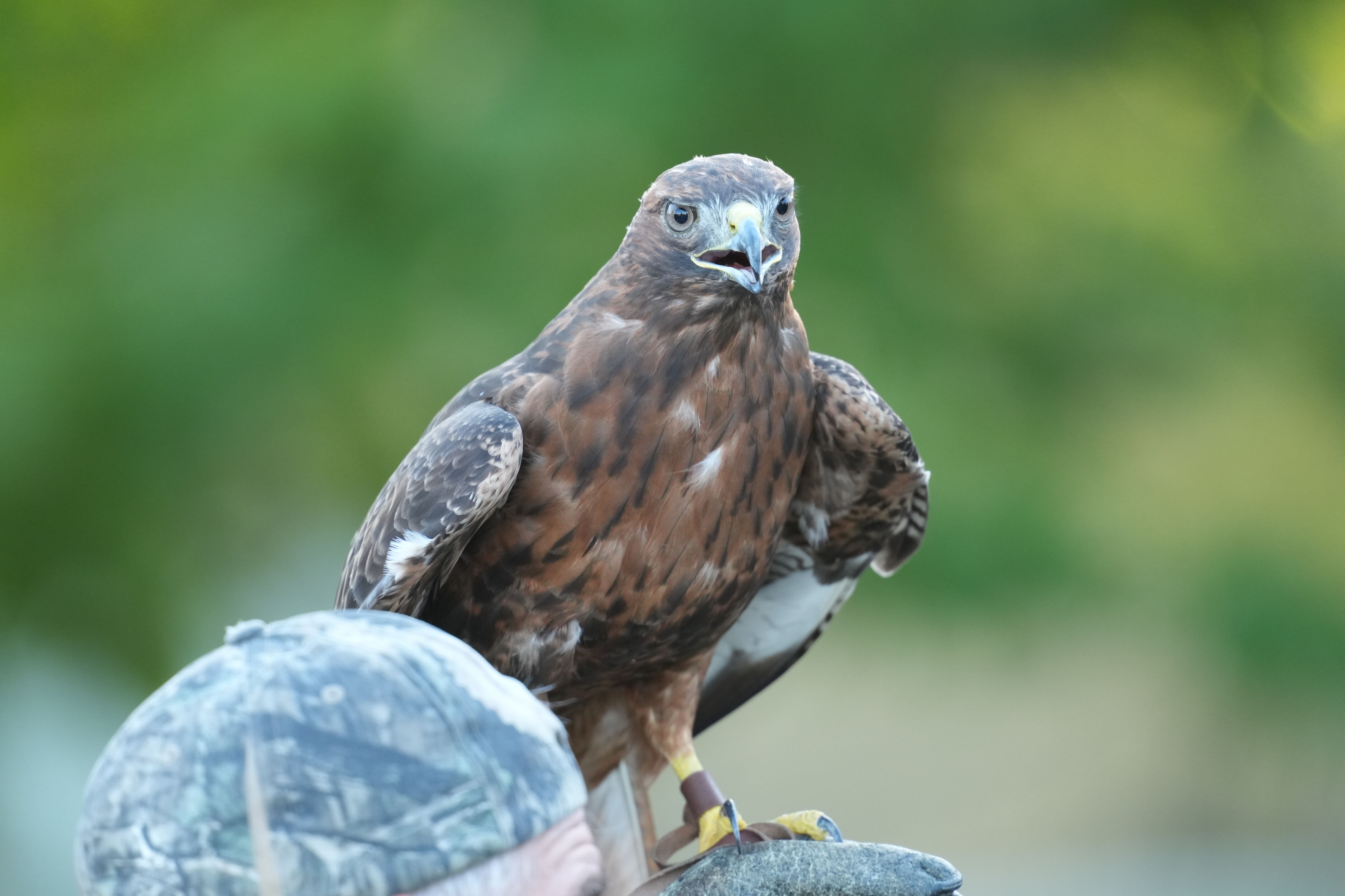 Raptor Encounter In Morgan Hill