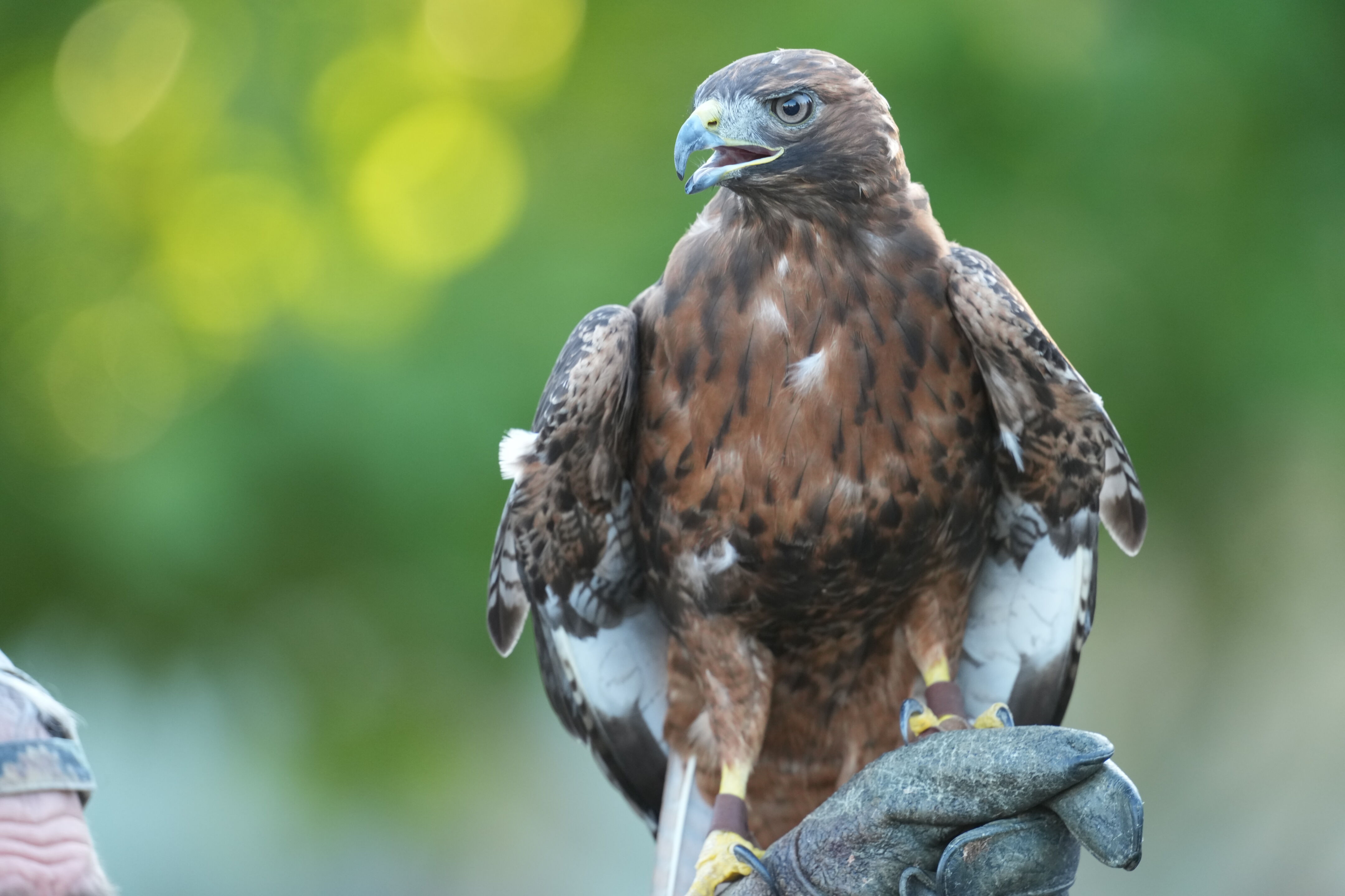 Raptor Encounter In Morgan Hill