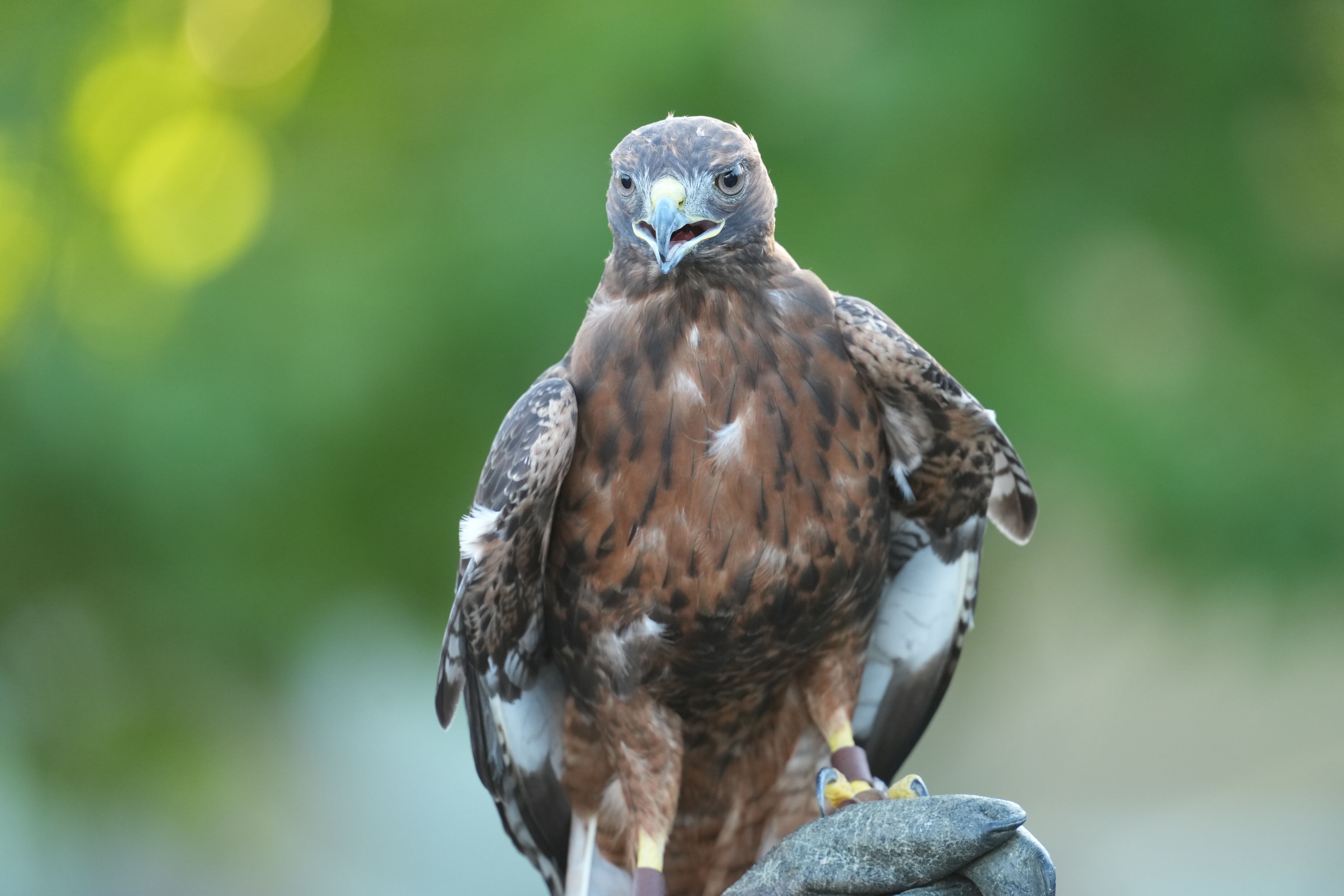 Raptor Encounter In Morgan Hill