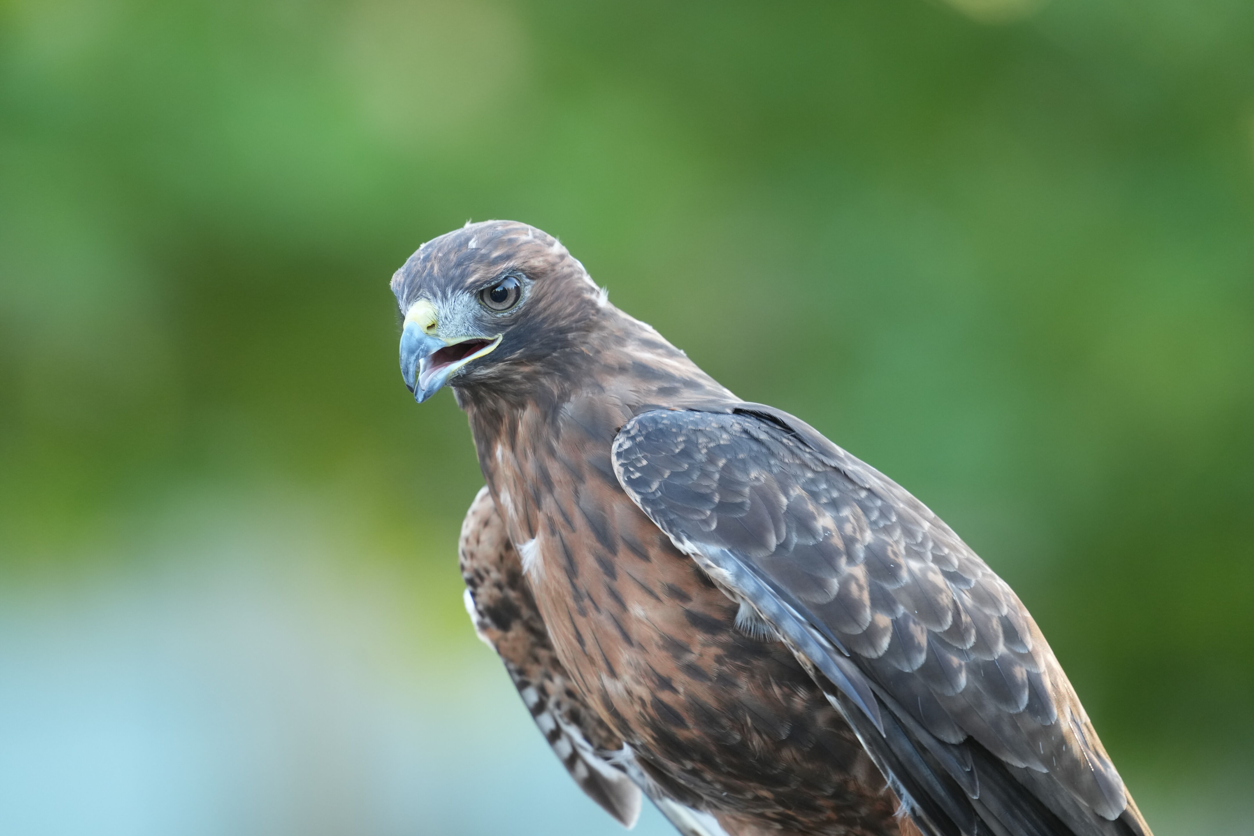 Raptor Encounter In Morgan Hill