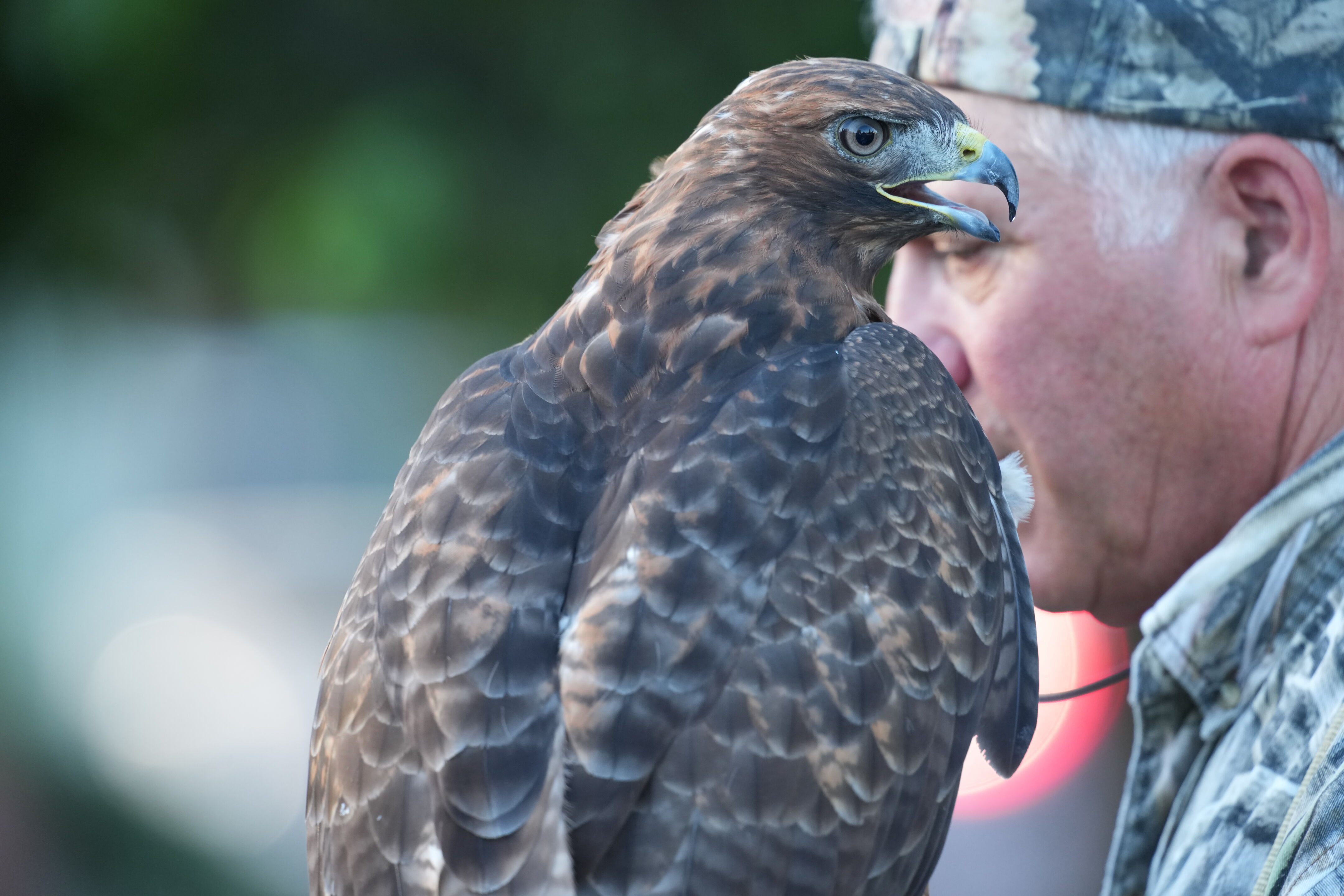 Raptor Encounter In Morgan Hill