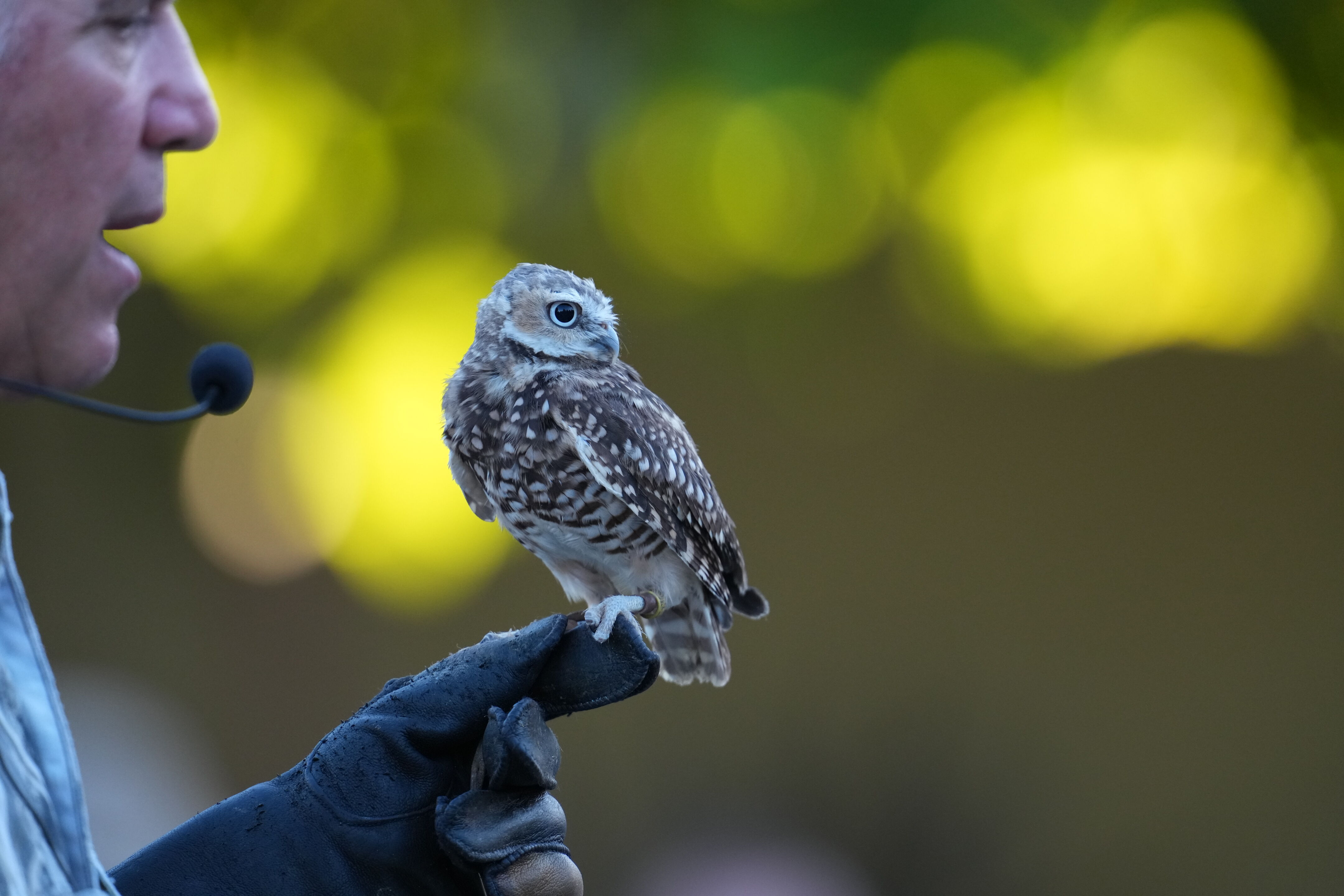 Raptor Encounter In Morgan Hill
