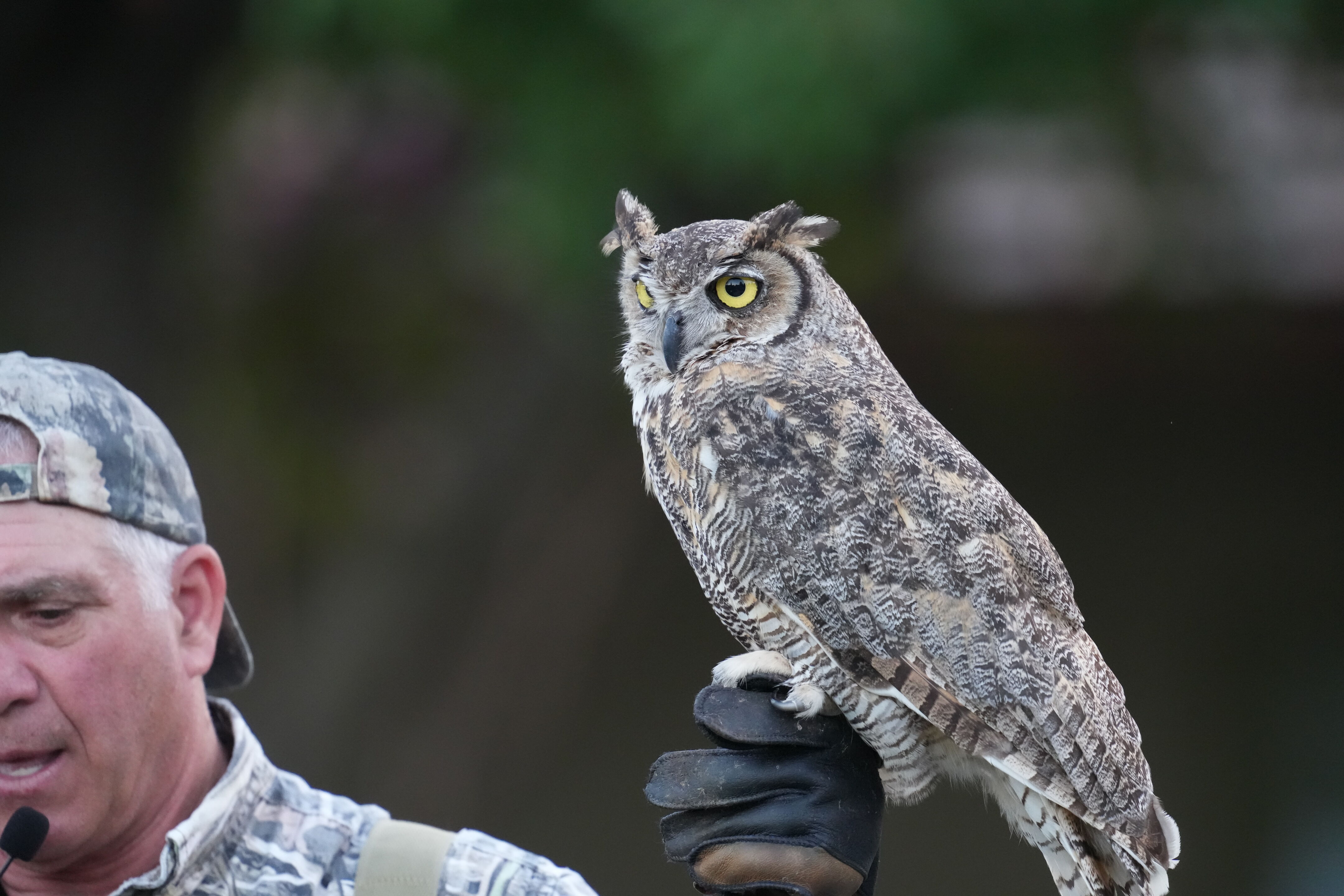 Raptor Encounter In Morgan Hill