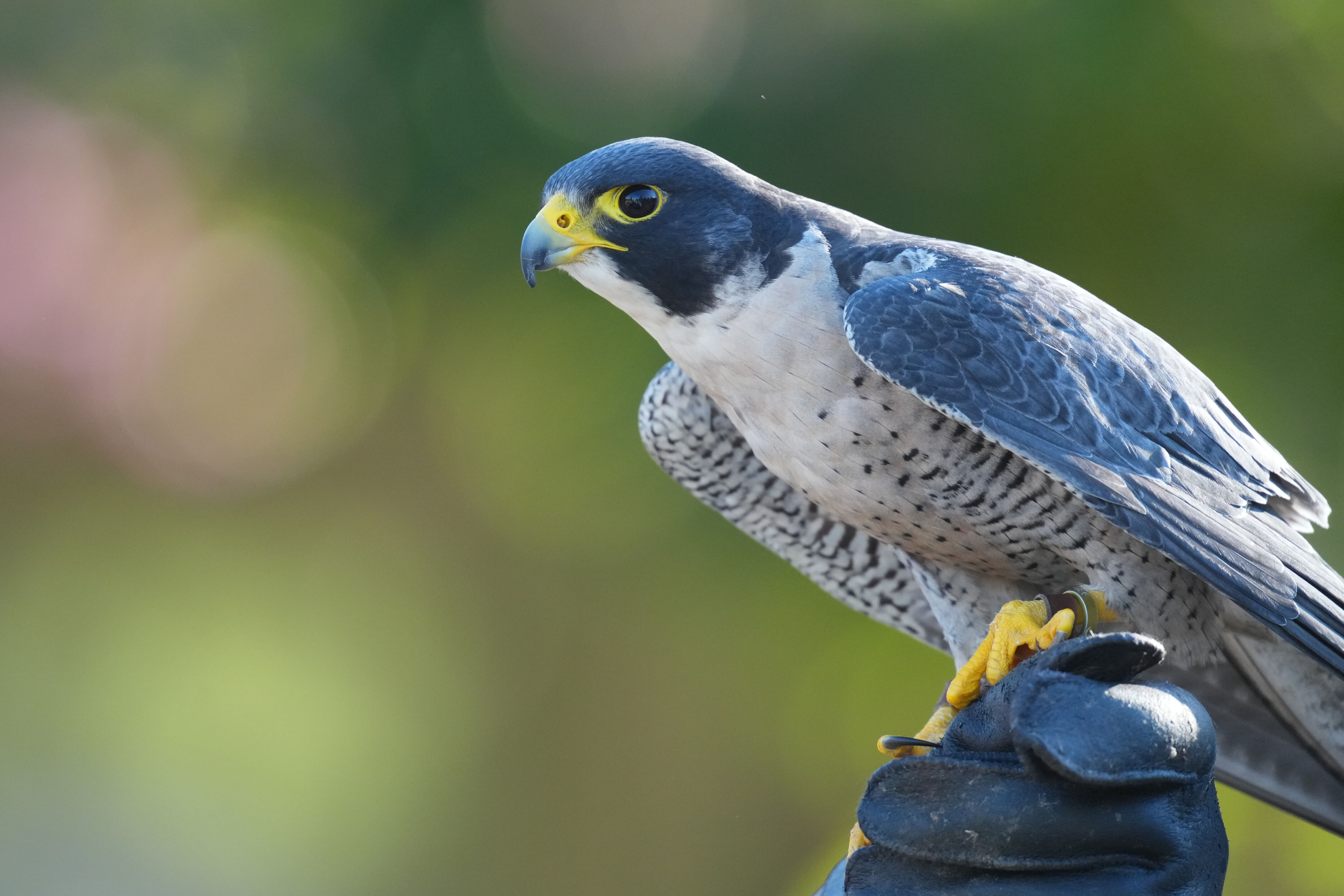 Raptor Encounter In Morgan Hill