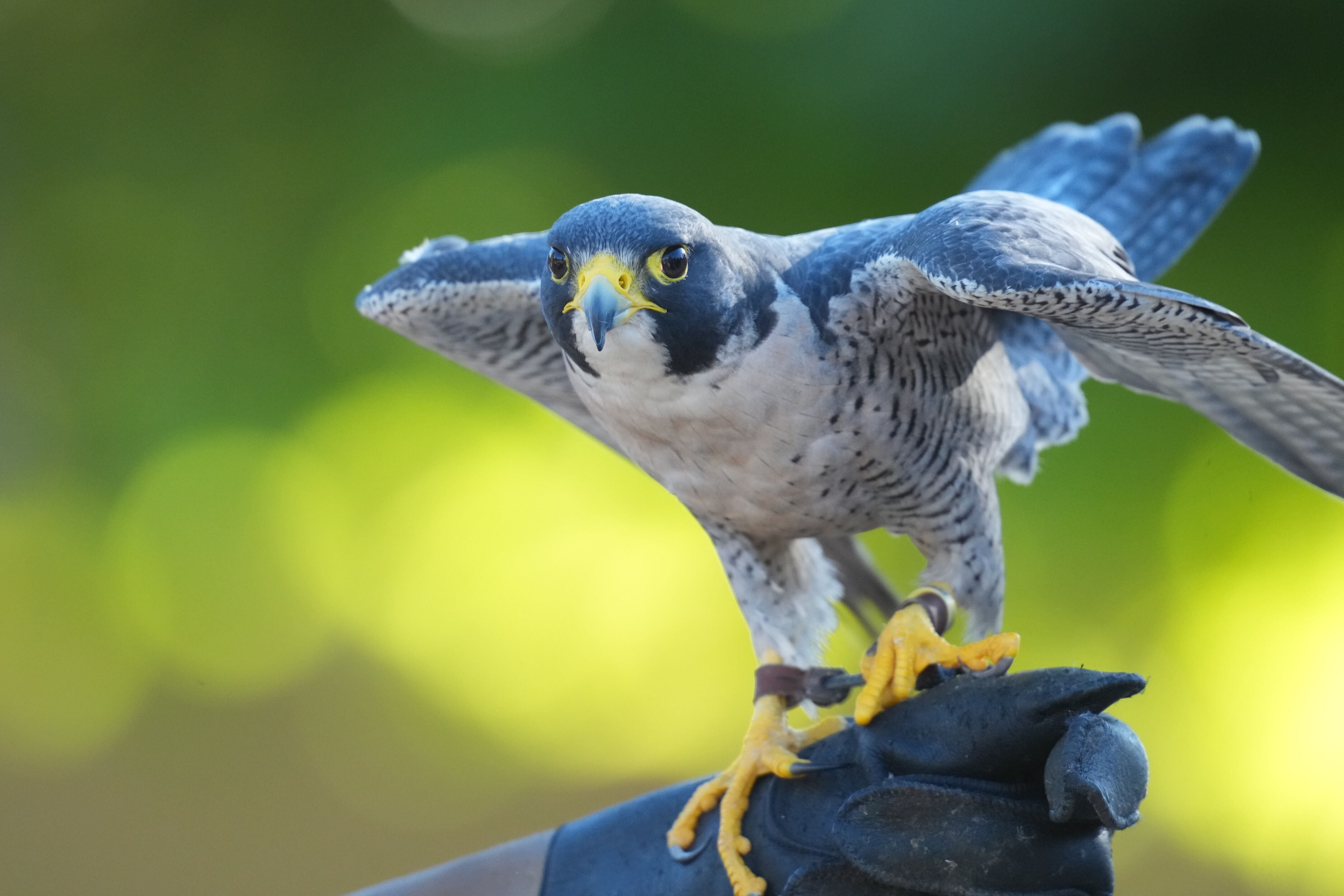 Raptor Encounter In Morgan Hill