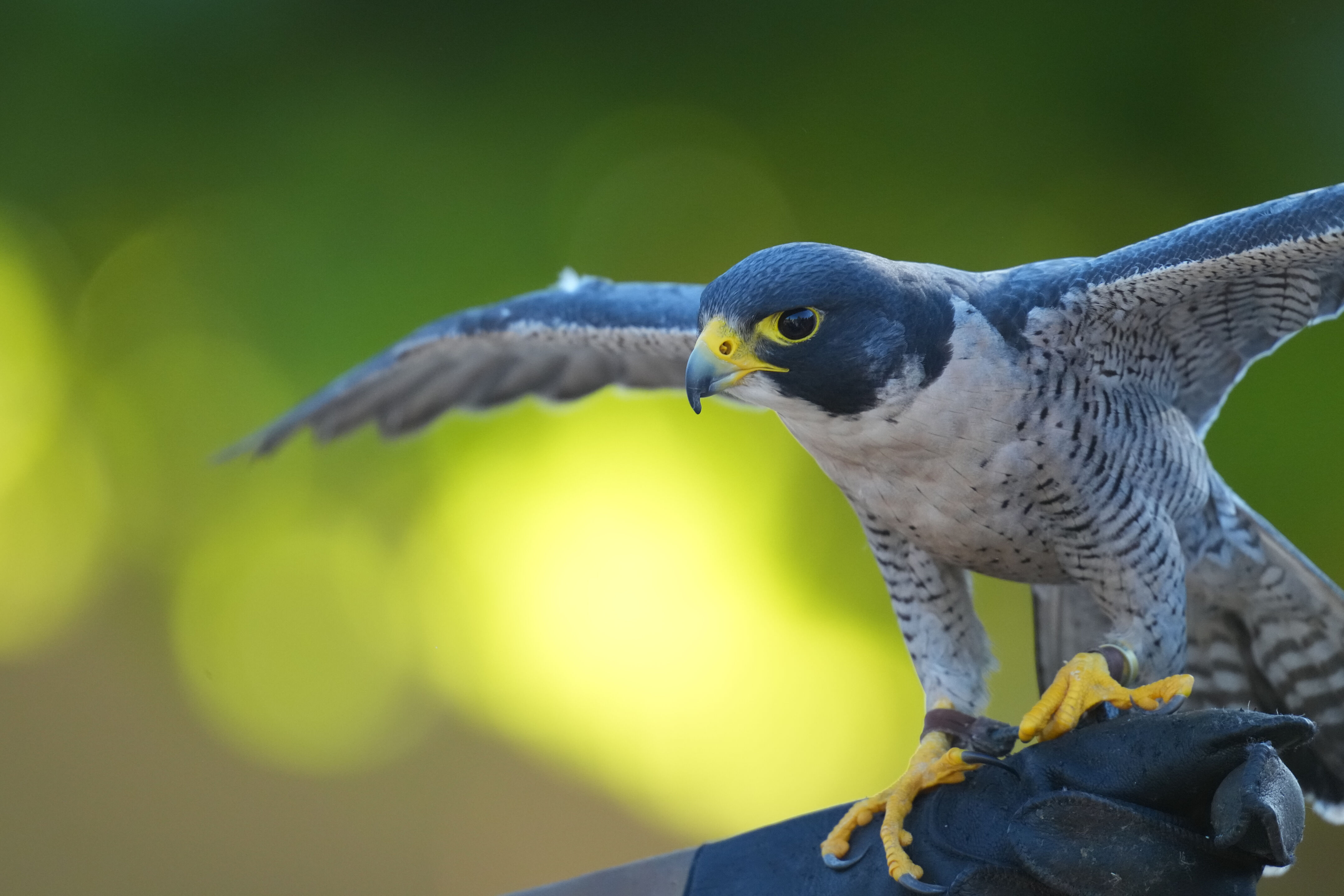 Raptor Encounter In Morgan Hill