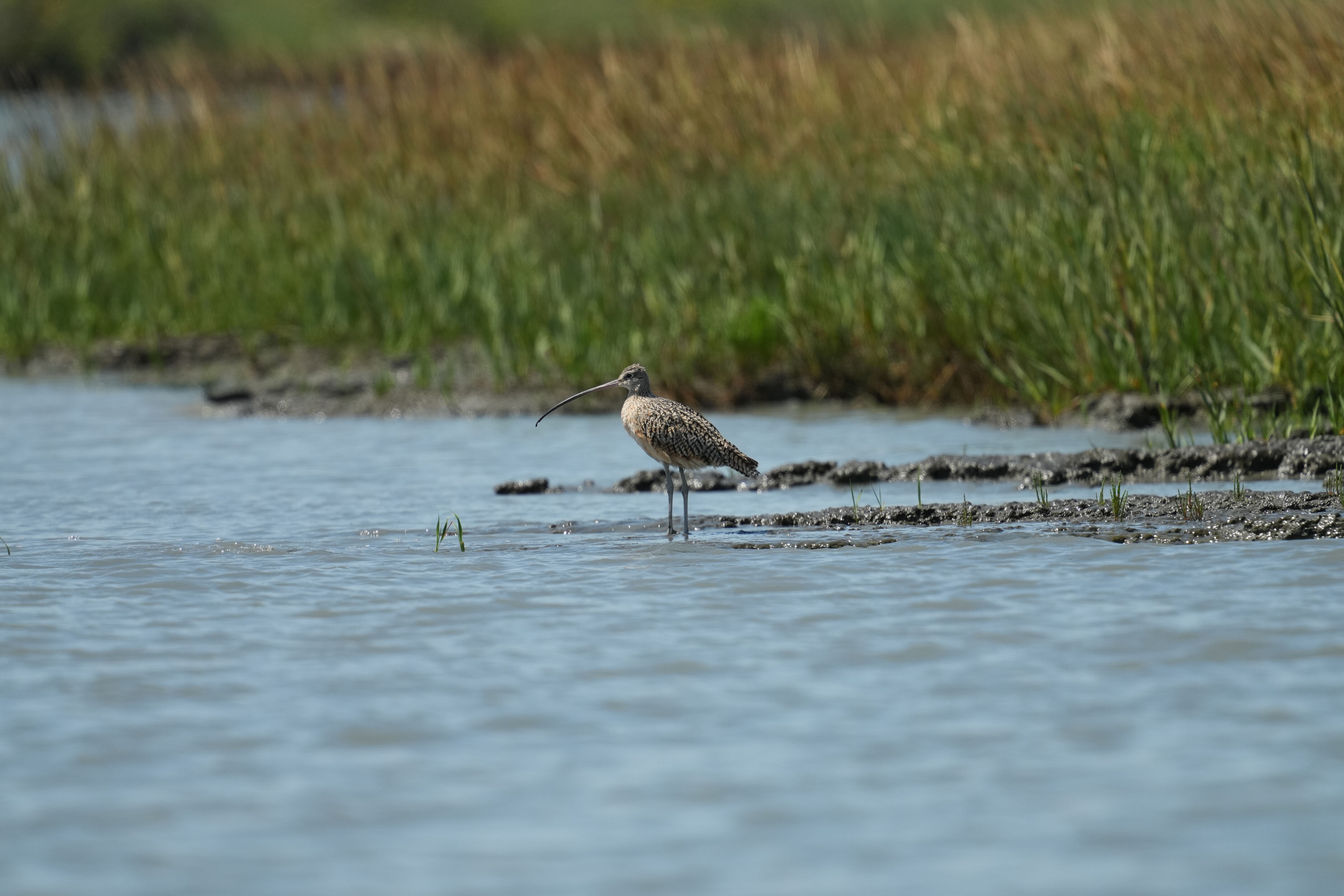 Baylands Nature Preserve
