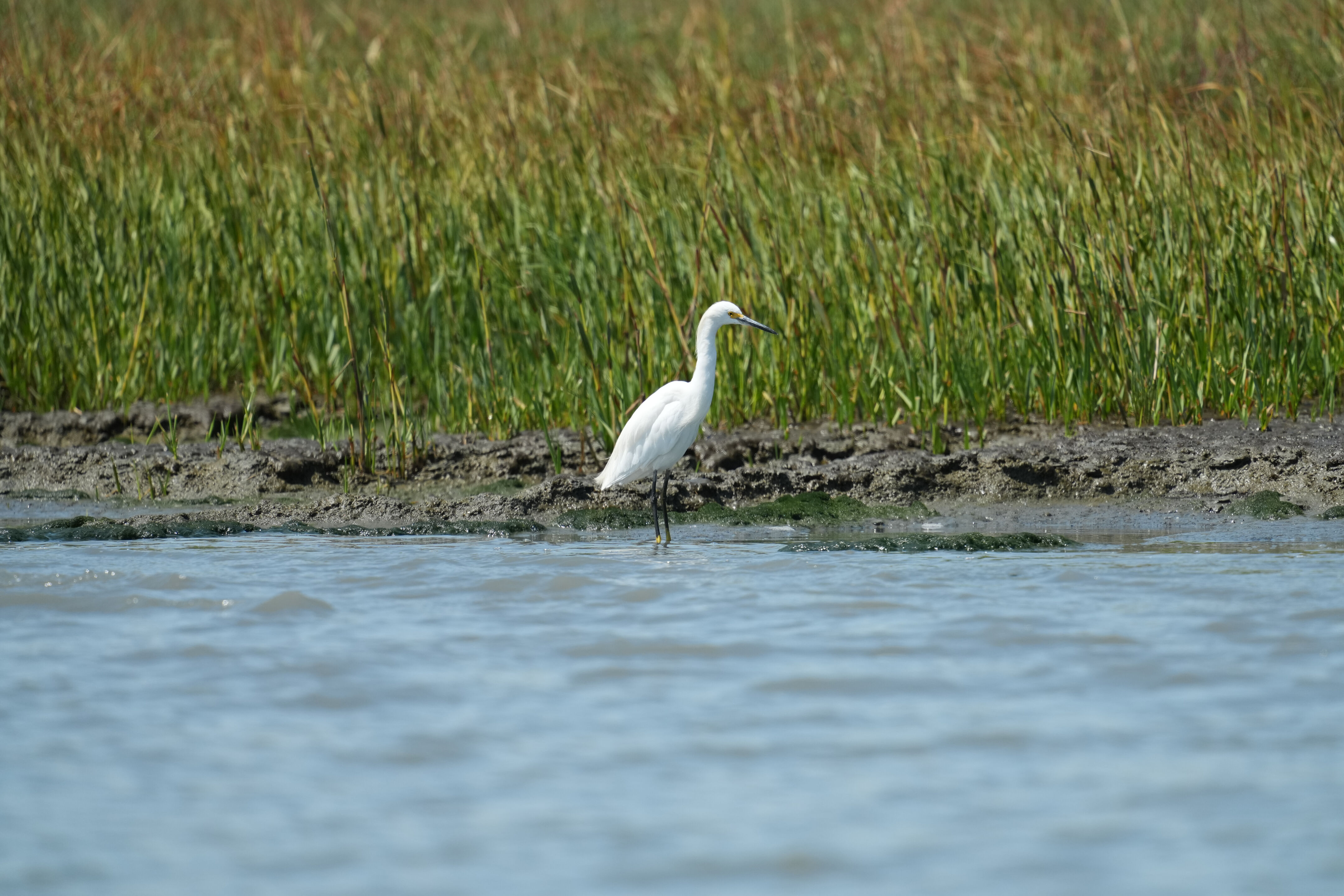 Baylands Nature Preserve
