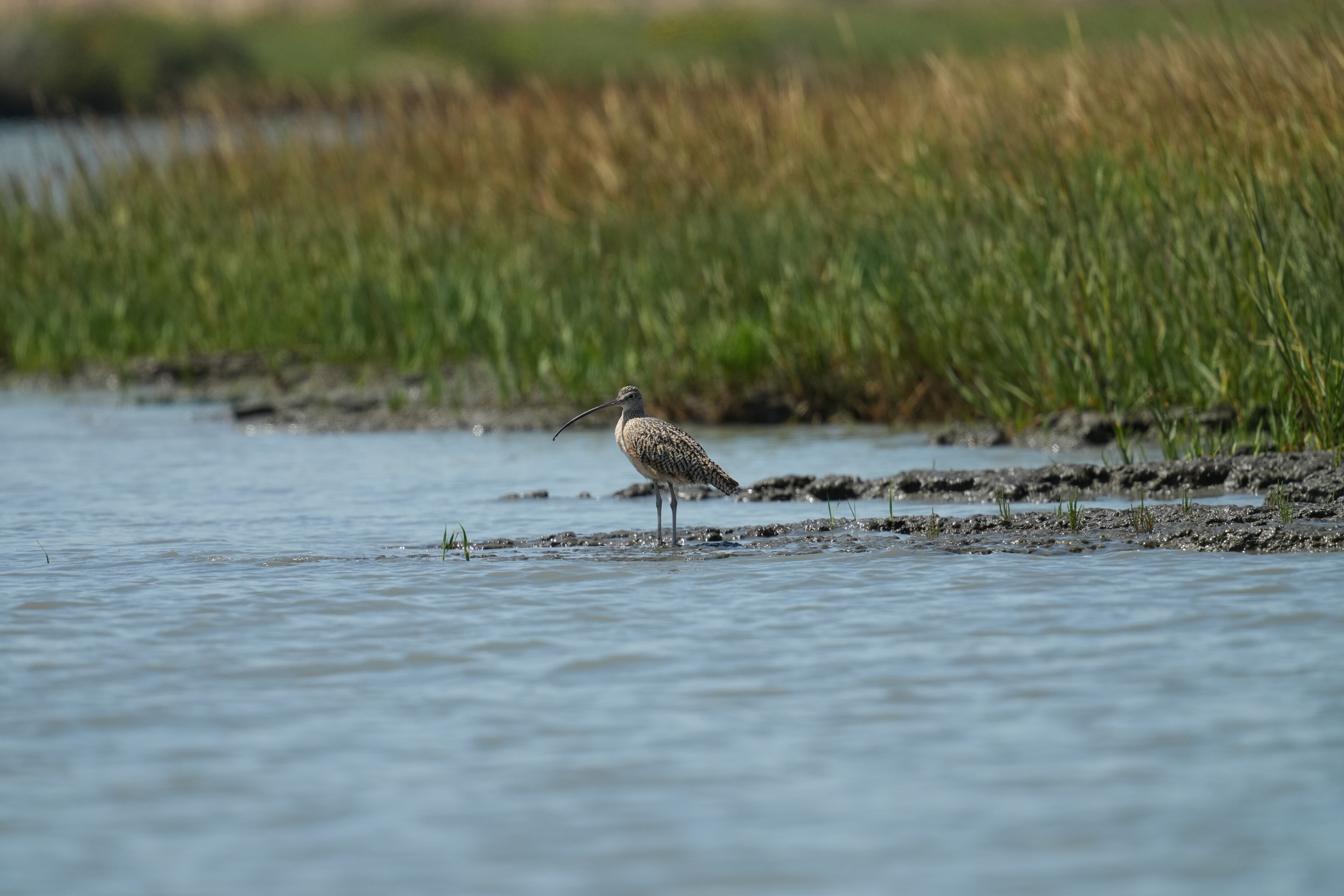 Baylands Nature Preserve