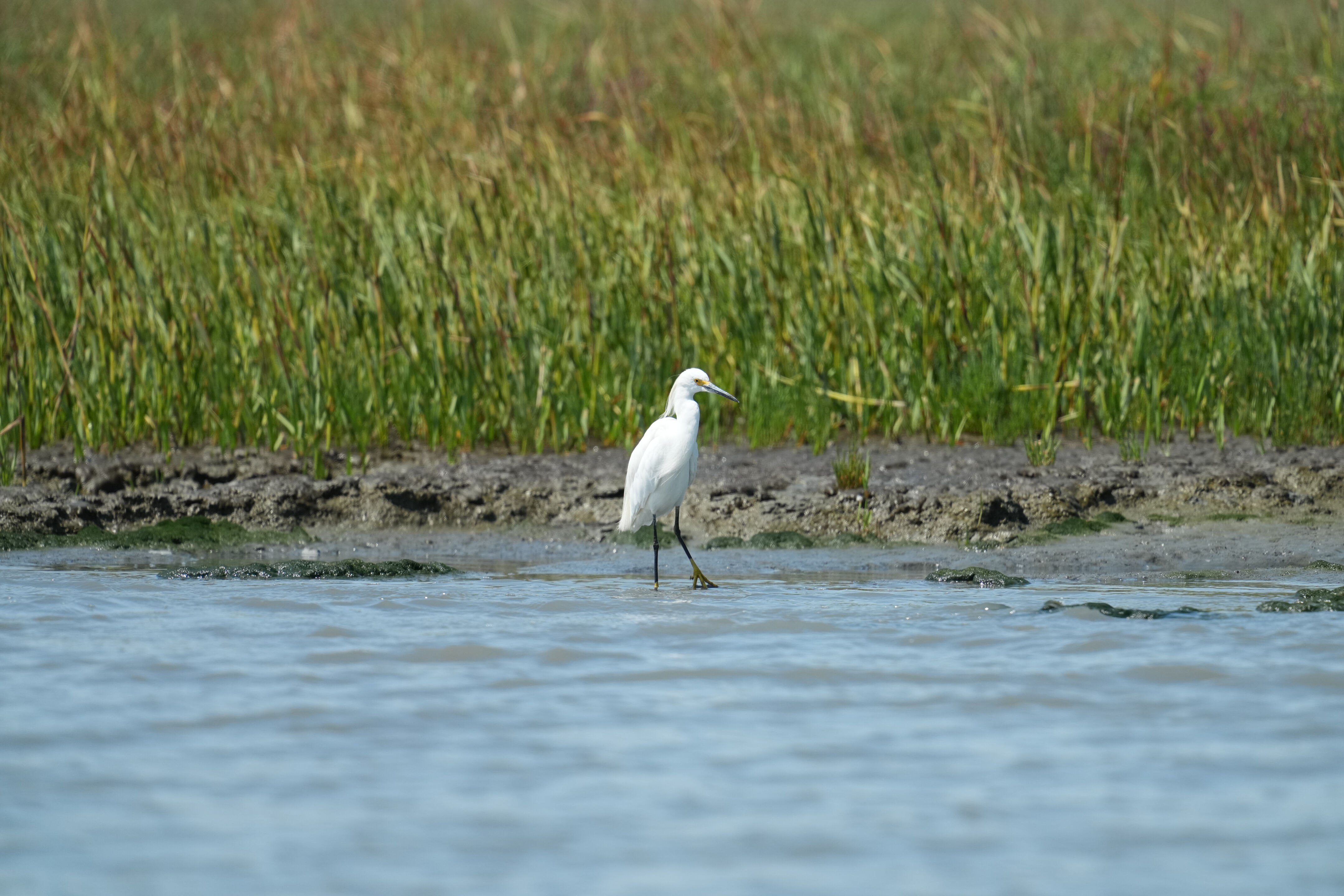 Baylands Nature Preserve