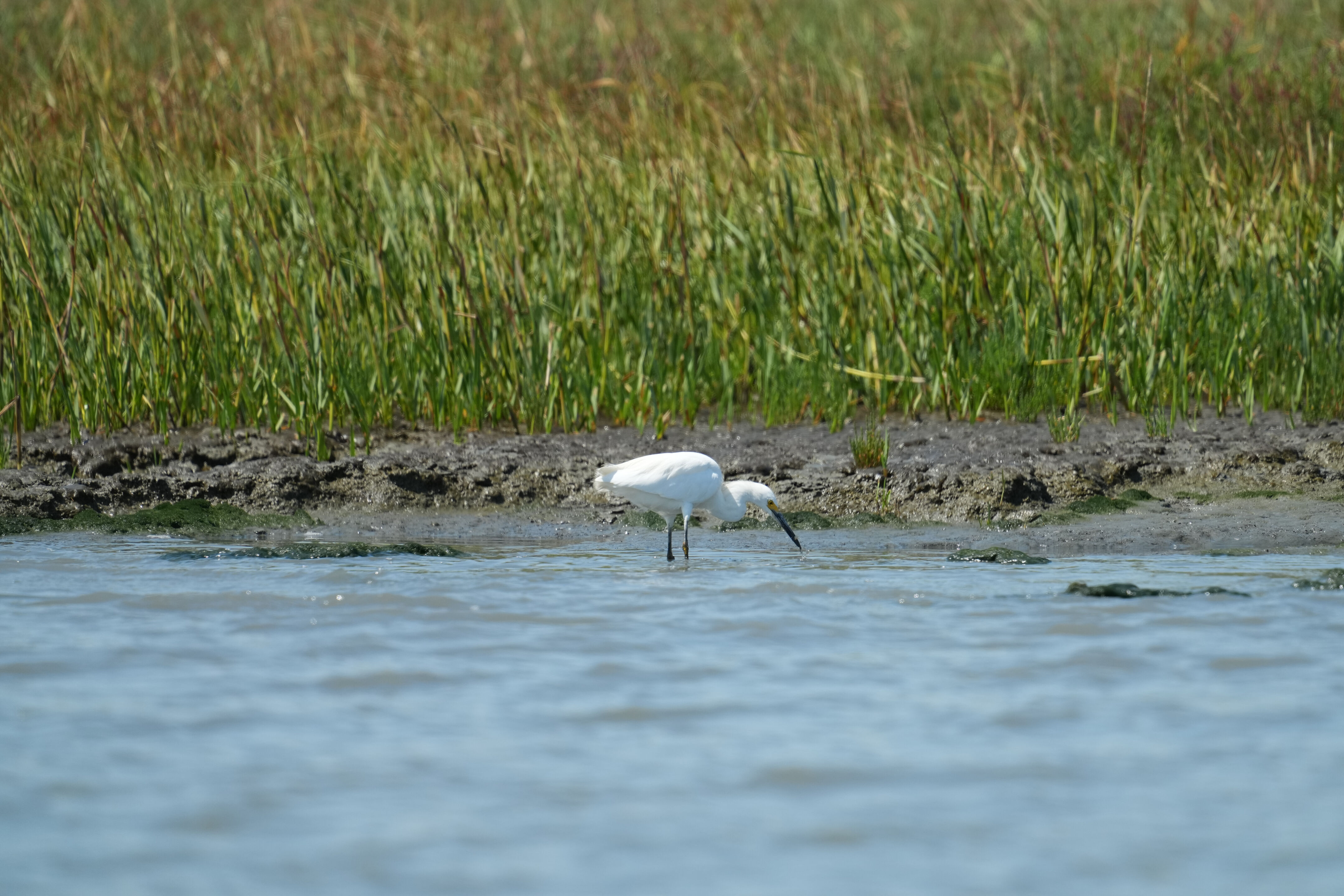 Baylands Nature Preserve