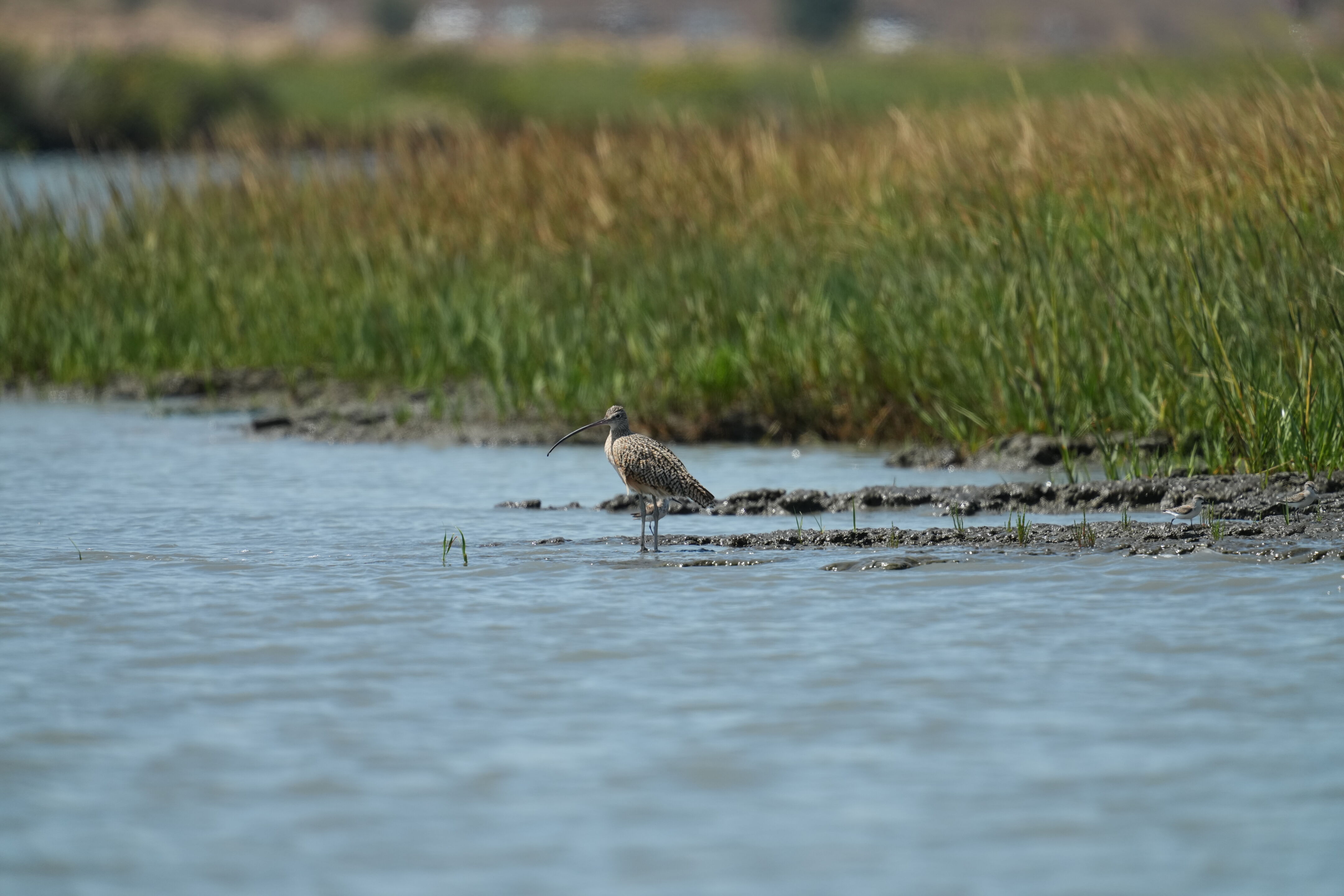 Baylands Nature Preserve