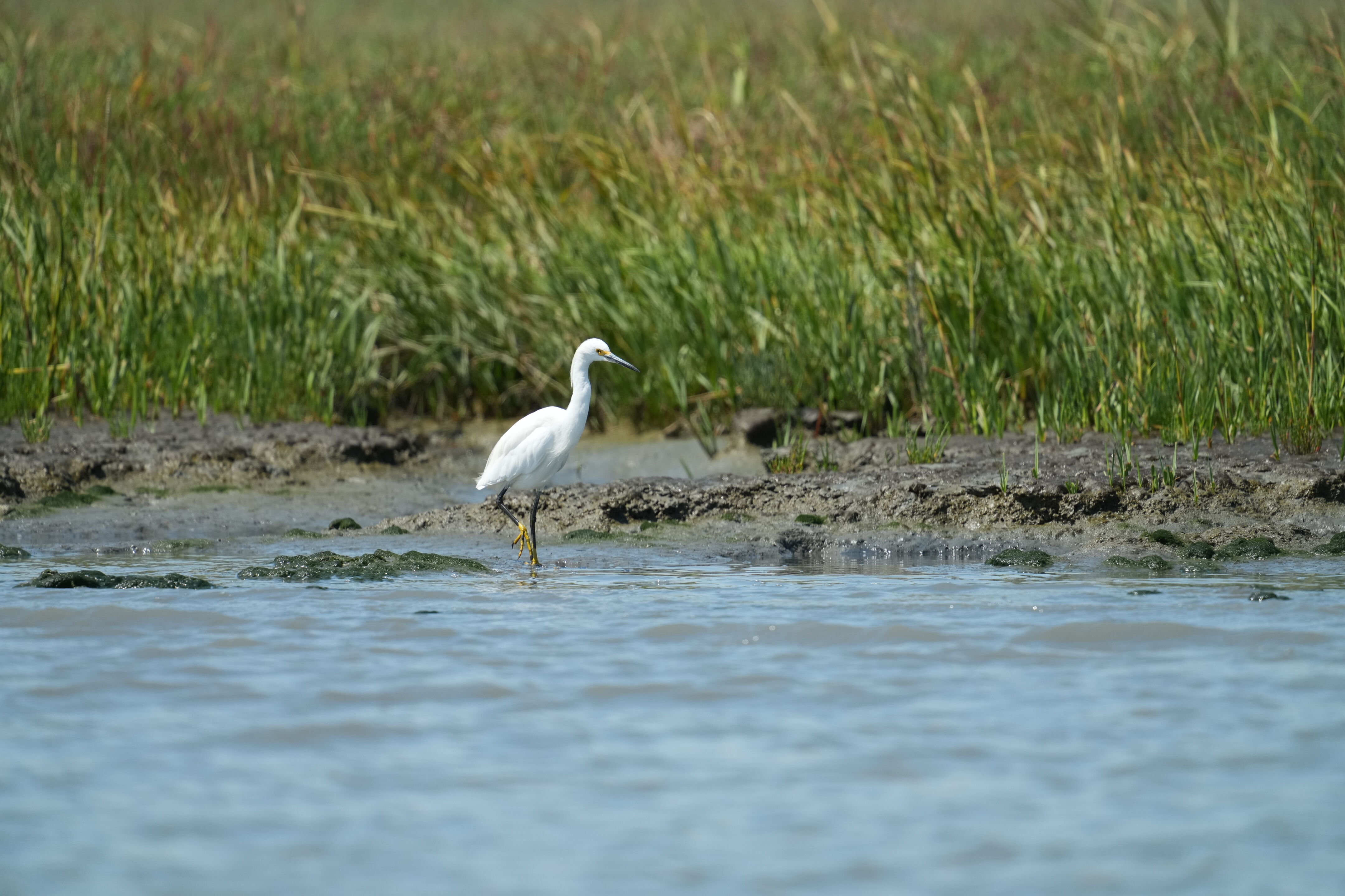 Baylands Nature Preserve