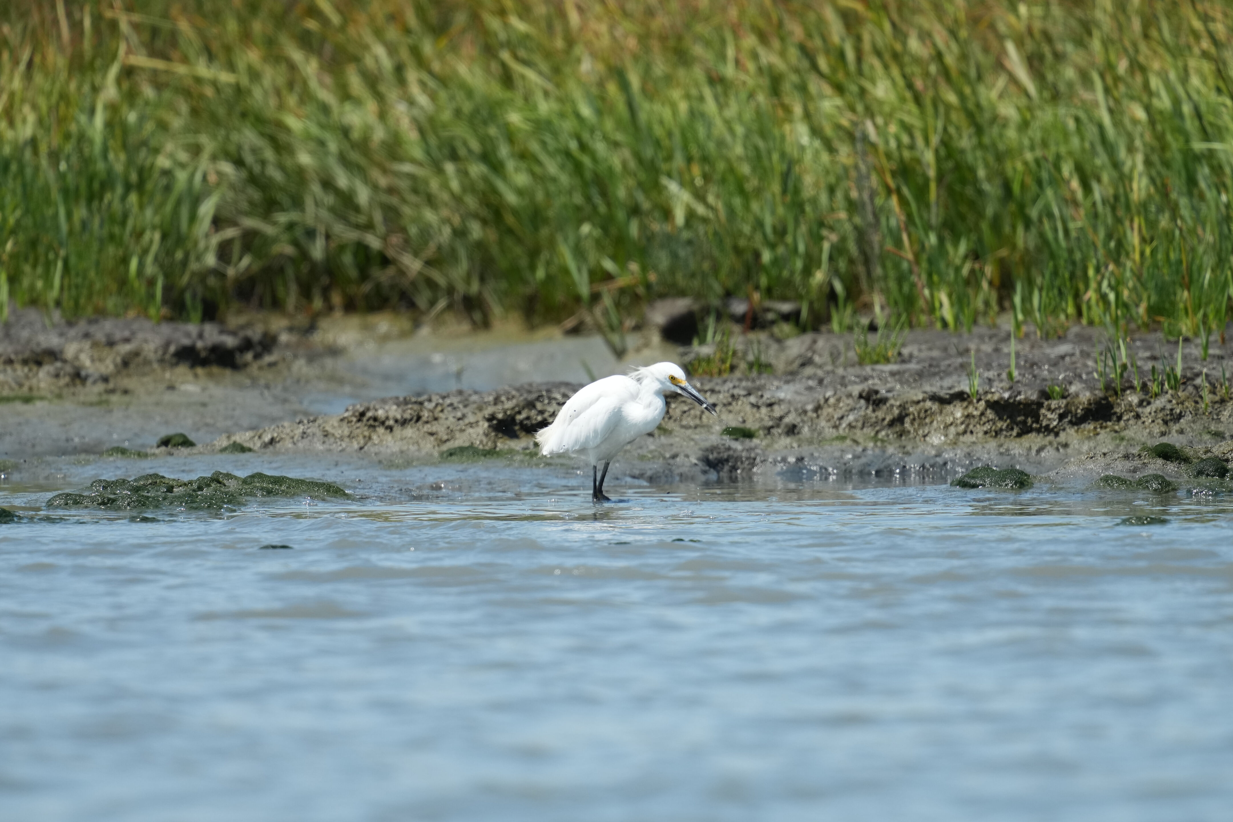 Baylands Nature Preserve