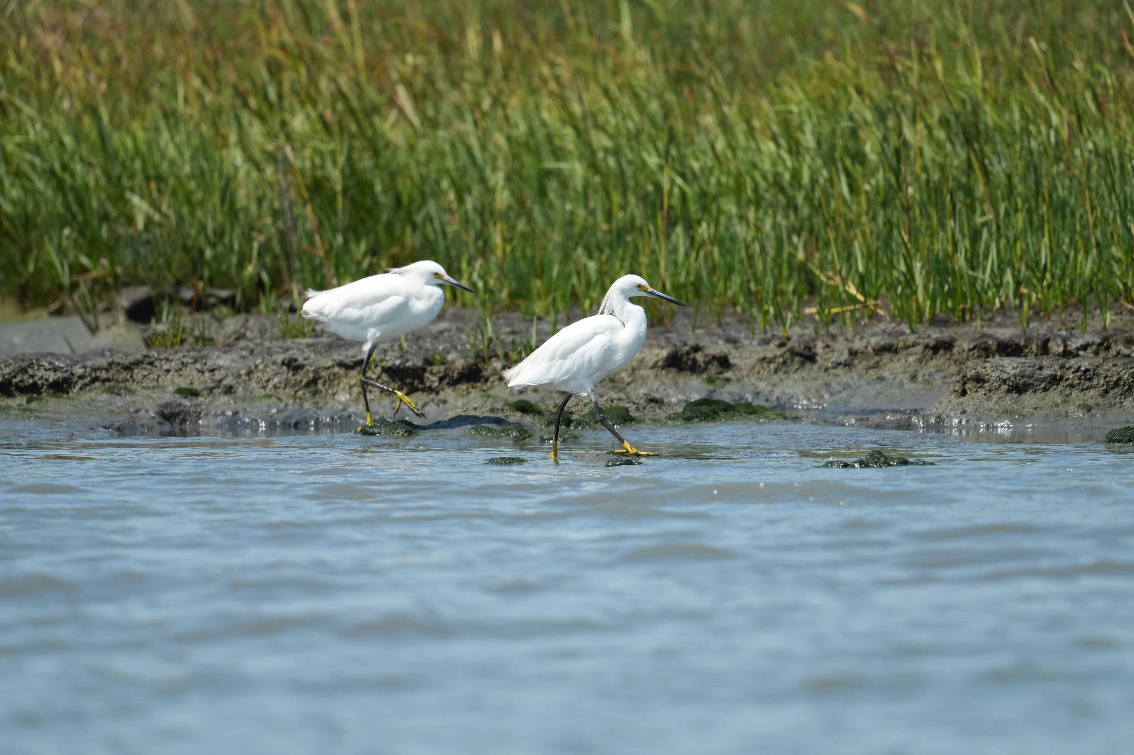 Baylands Nature Preserve