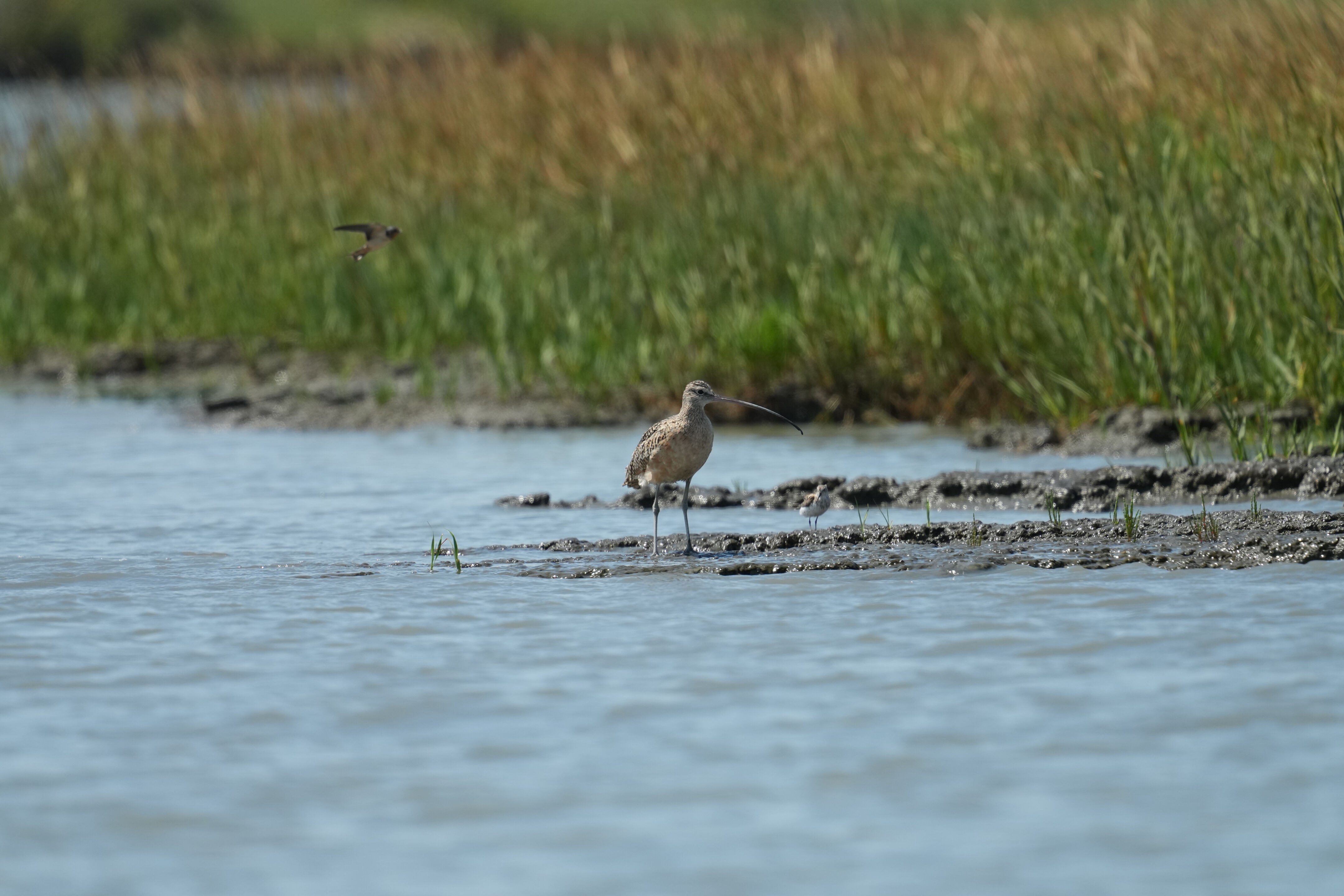 Baylands Nature Preserve