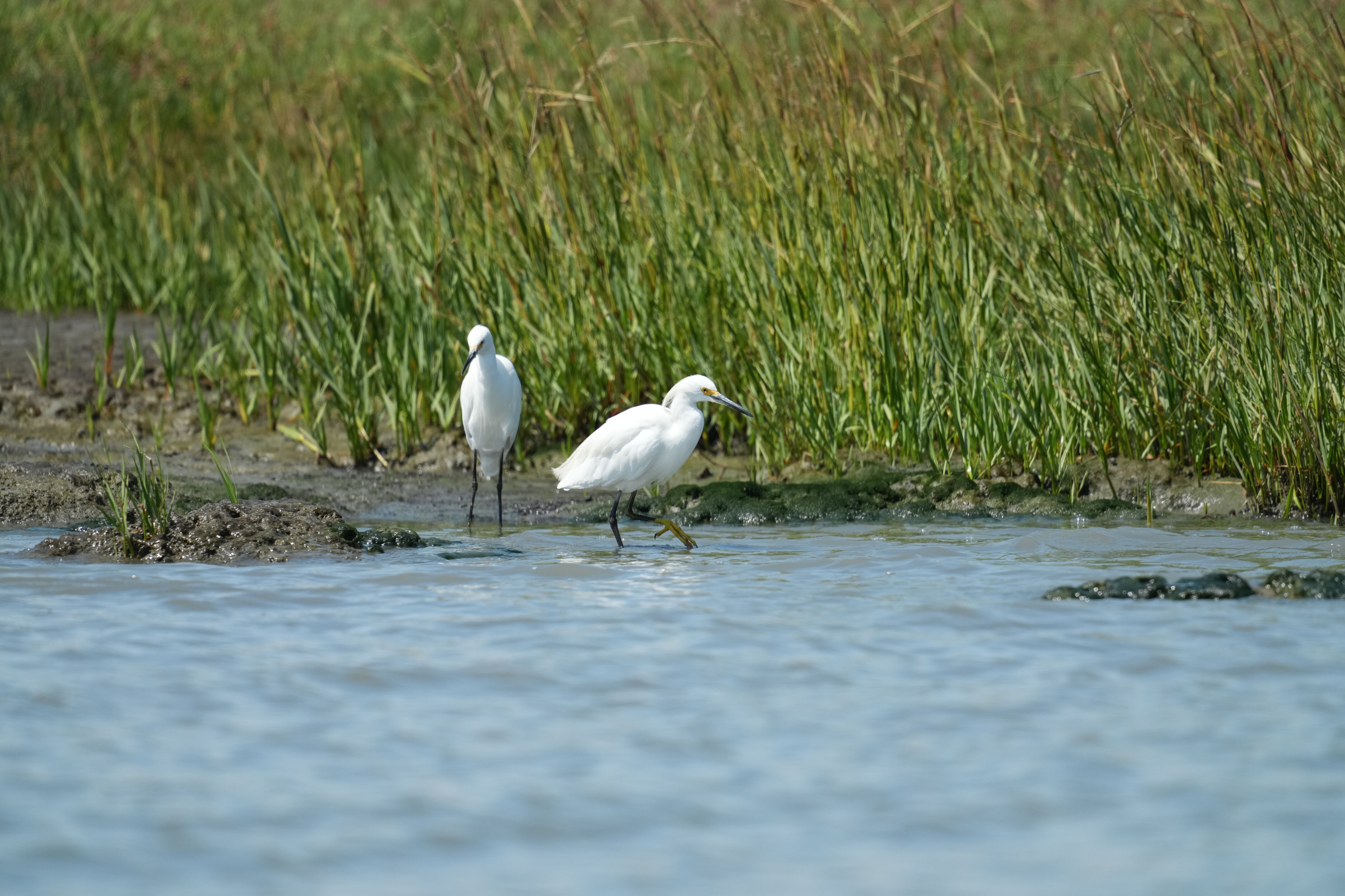 Baylands Nature Preserve