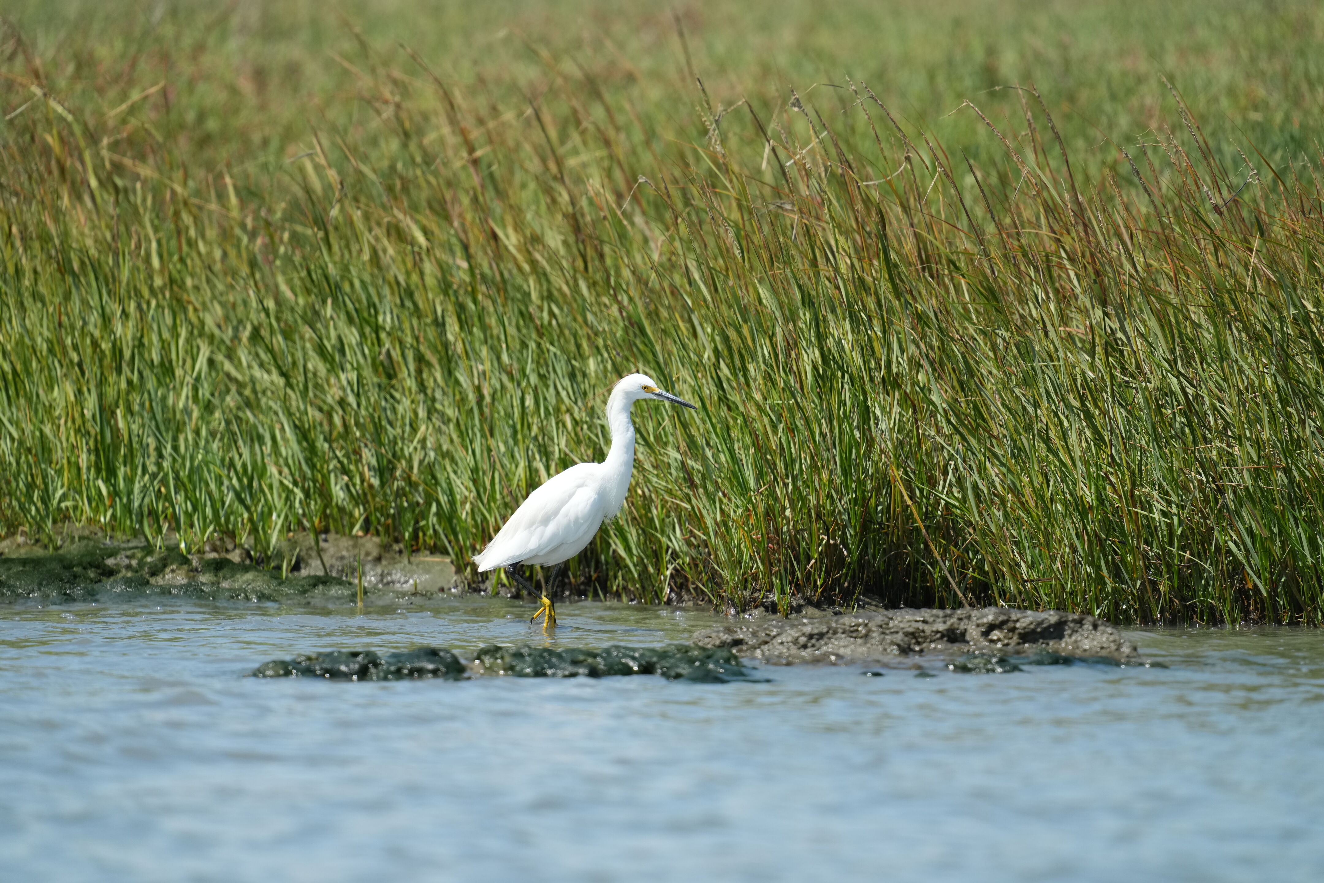 Baylands Nature Preserve