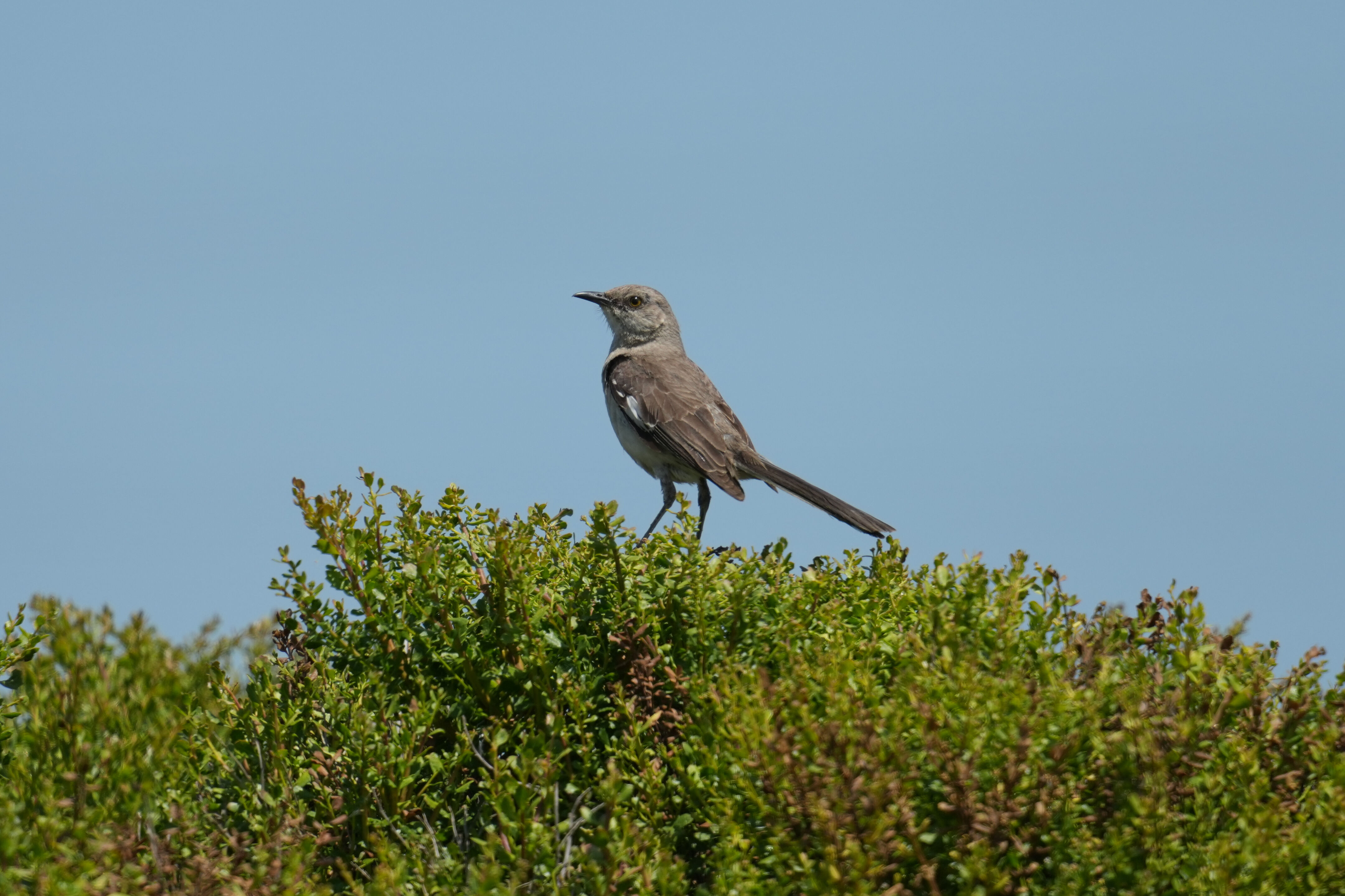 Baylands Nature Preserve