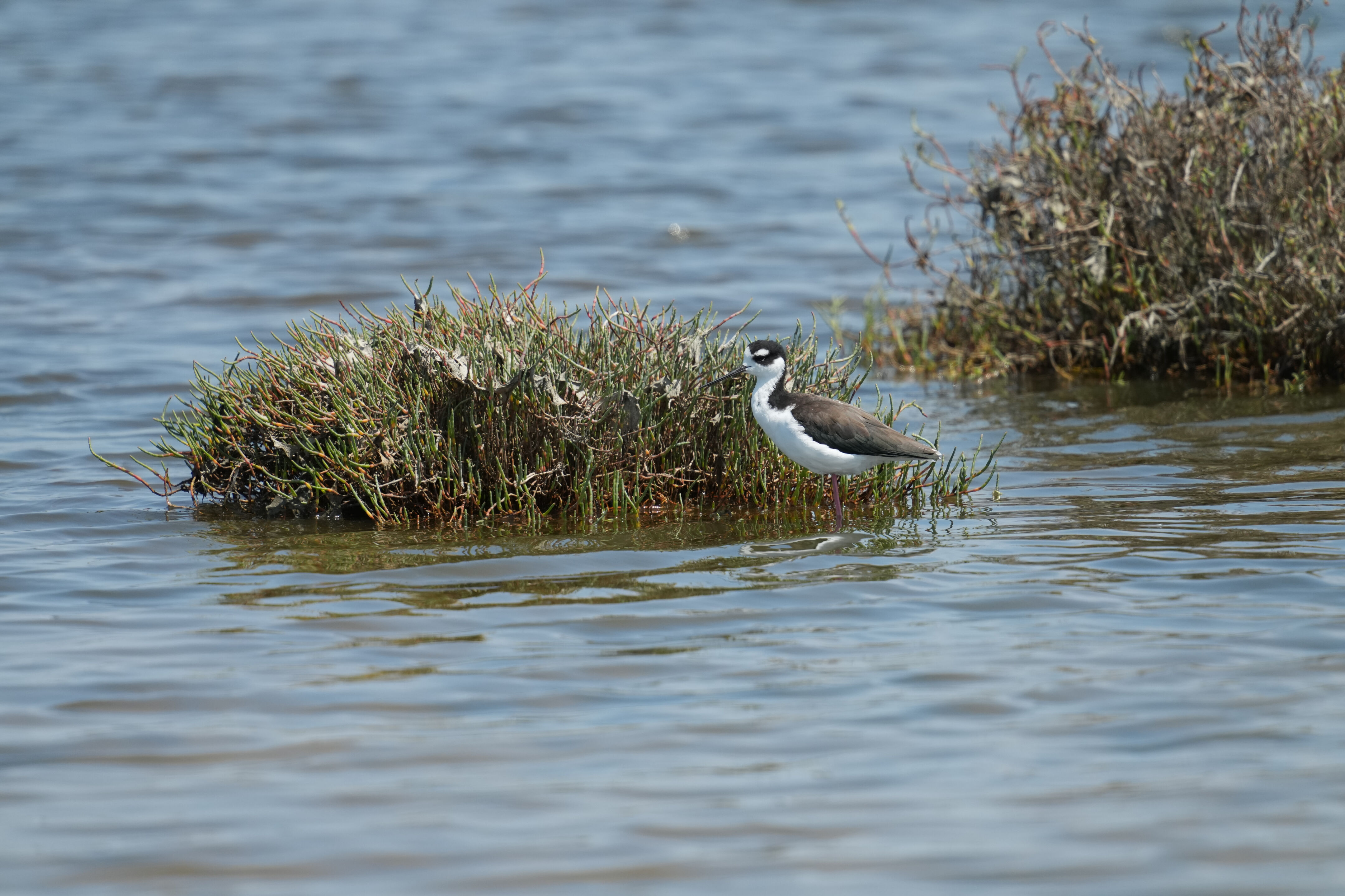 Baylands Nature Preserve