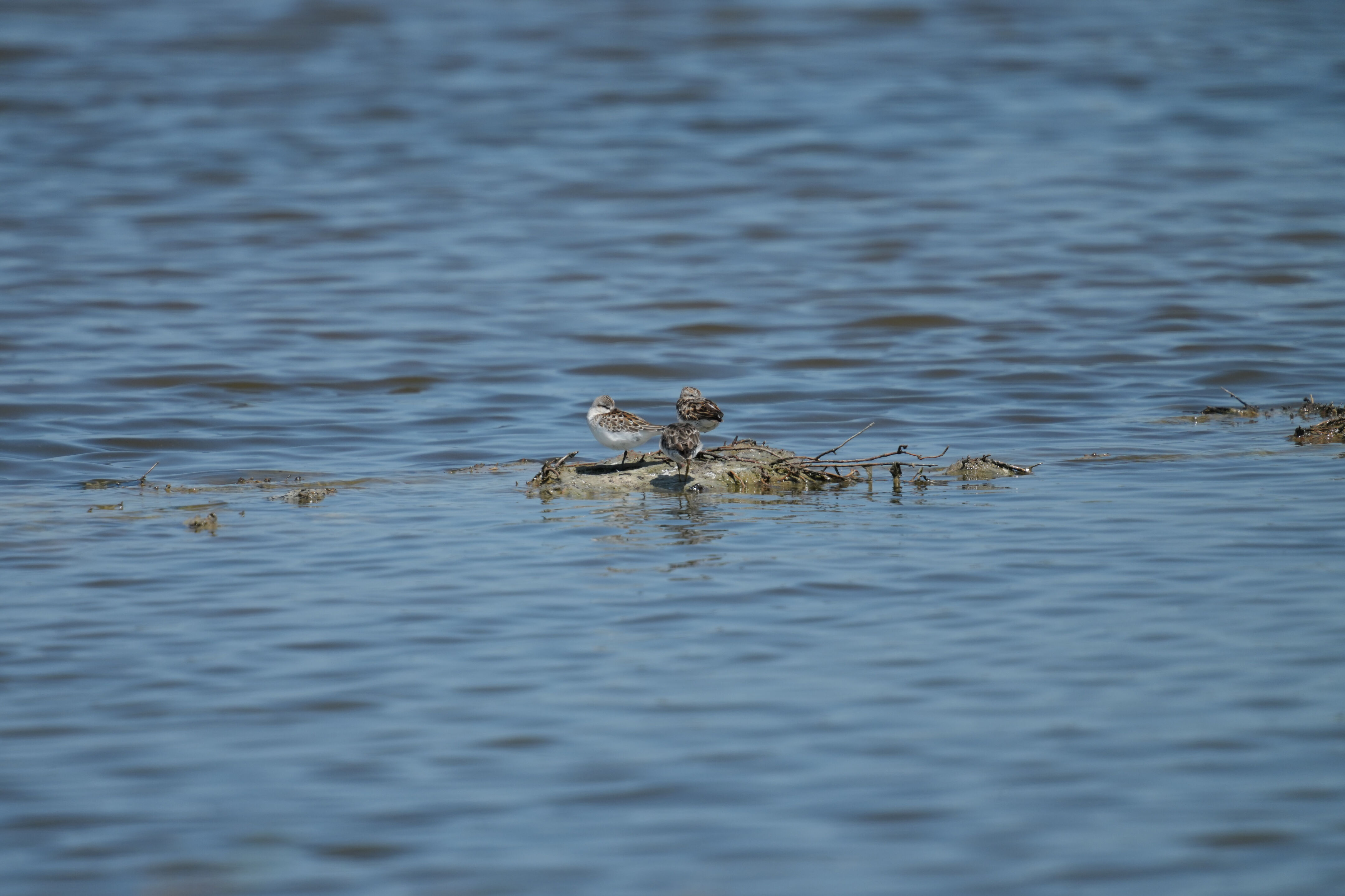 Baylands Nature Preserve